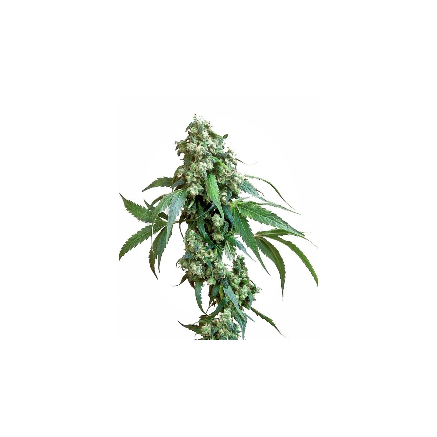 Jack Flash 5 Feminizada de Sensi Seeds