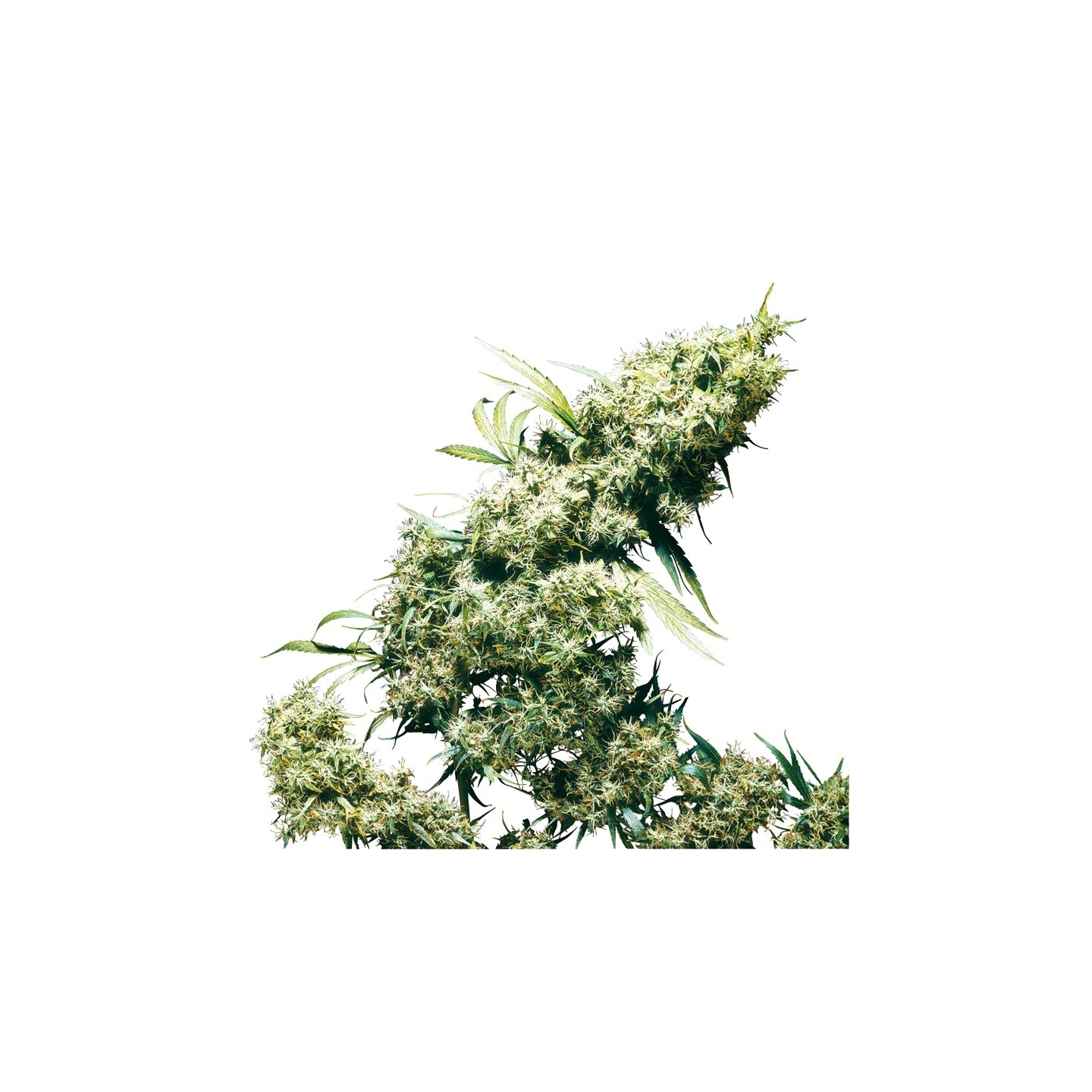 Jamaican Pearl Feminizada de Sensi Seeds