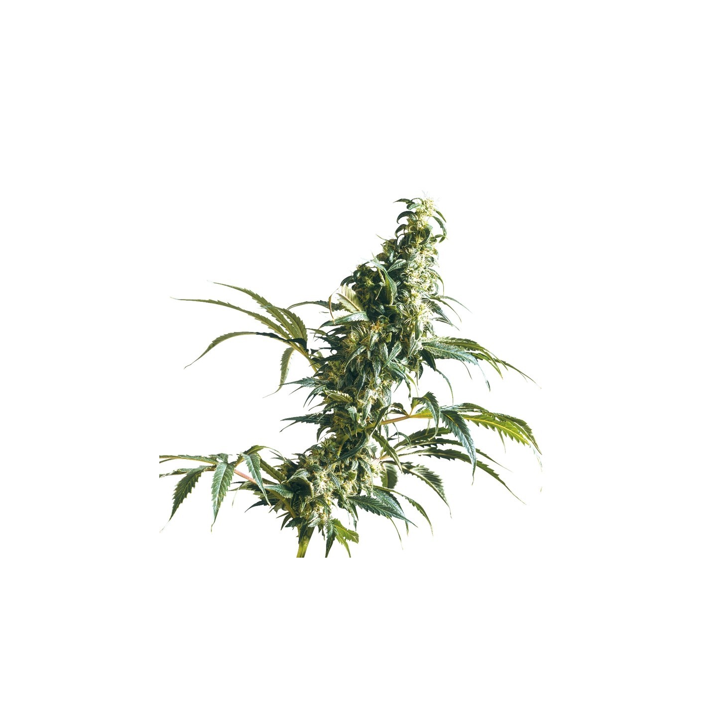 Mexican Sativa Feminizada de Sensi Seeds