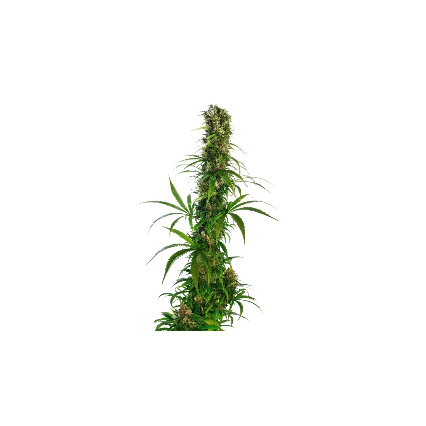 Michka ® Ltd Regular de Sensi Seeds