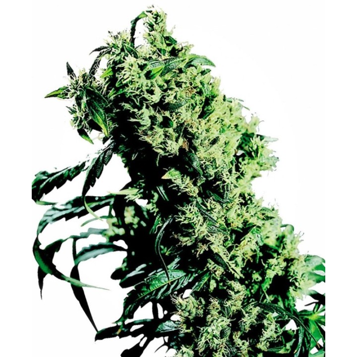 Northern Lights # 5 X Haze Feminizada de Sensi Seeds