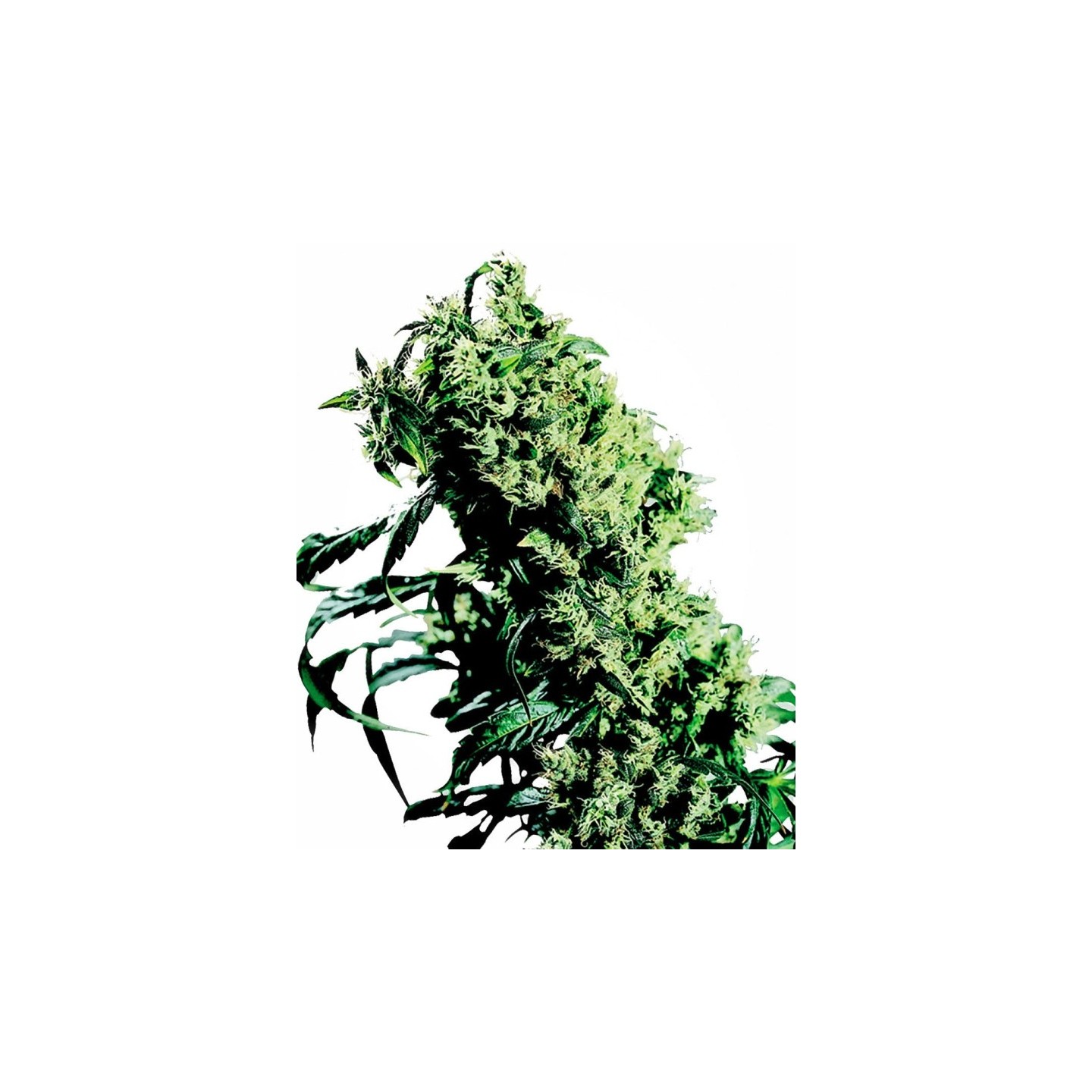 Northern Lights # 5 X Haze Feminizada de Sensi Seeds