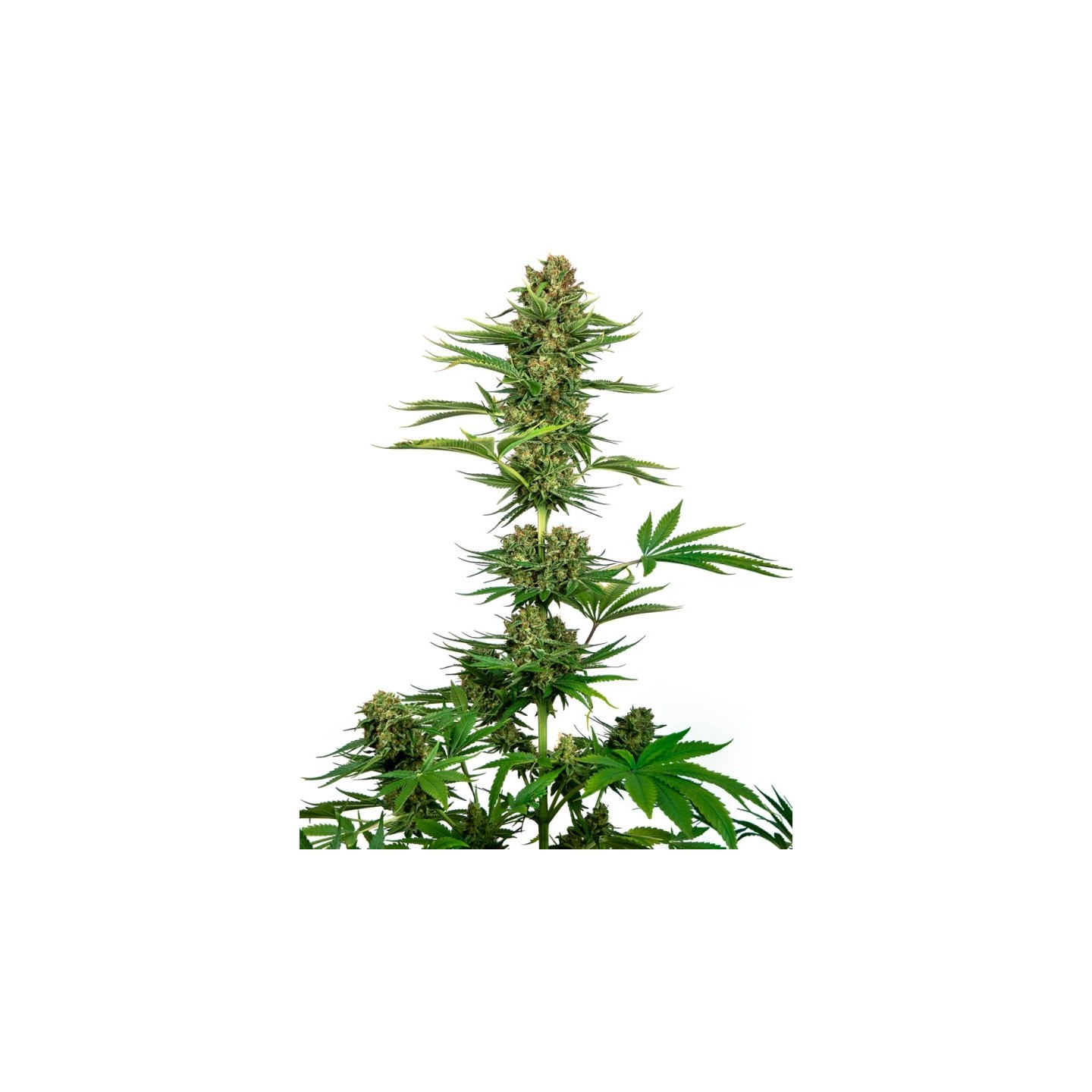 Satin Black Domina Cbd Feminizada de Sensi Seeds