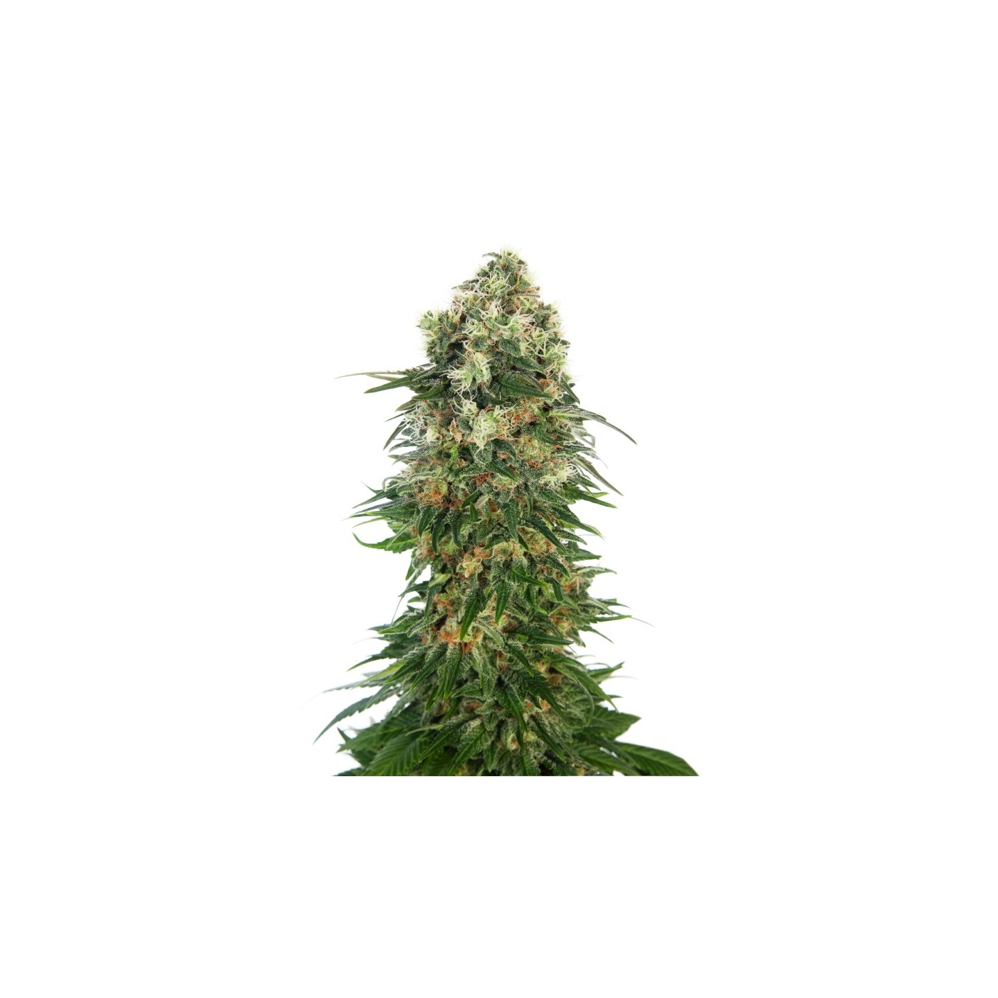 Shiva Skunk Automatic Feminizada de Sensi Seeds