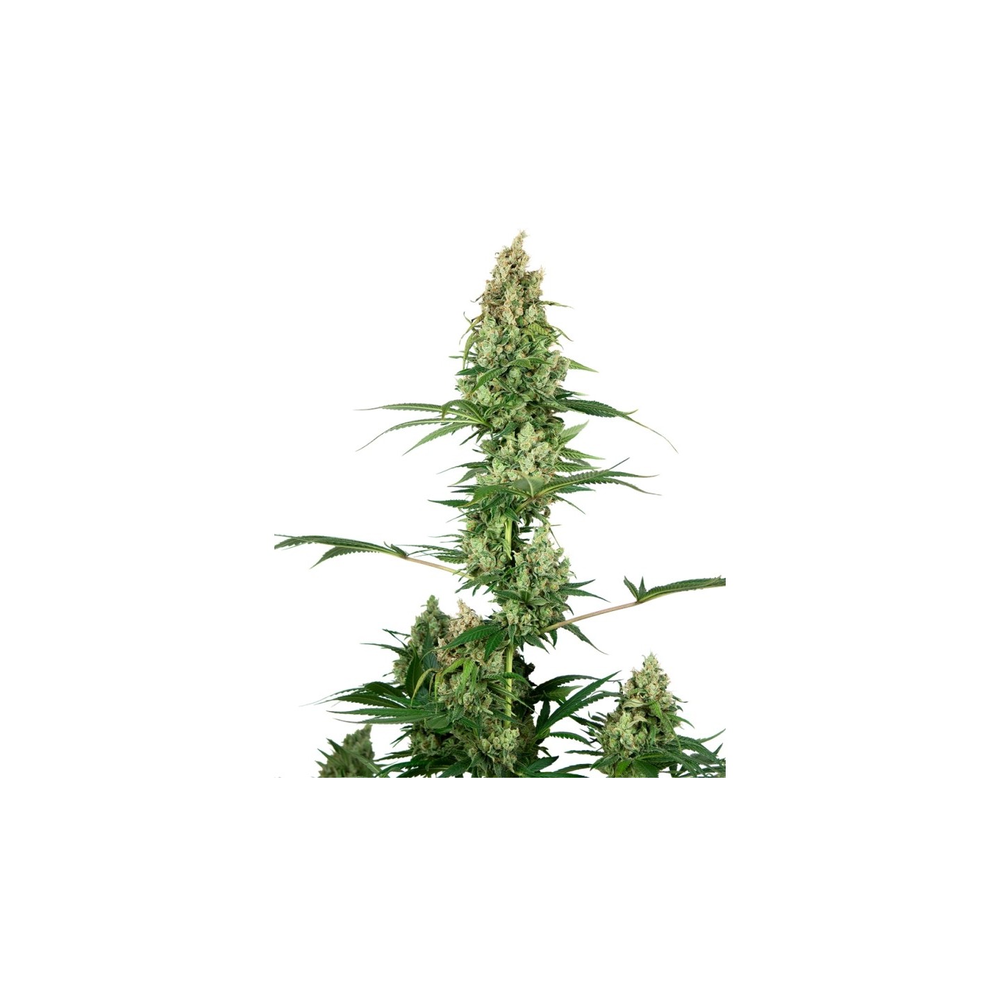 Silver Fire Feminizada de Sensi Seeds
