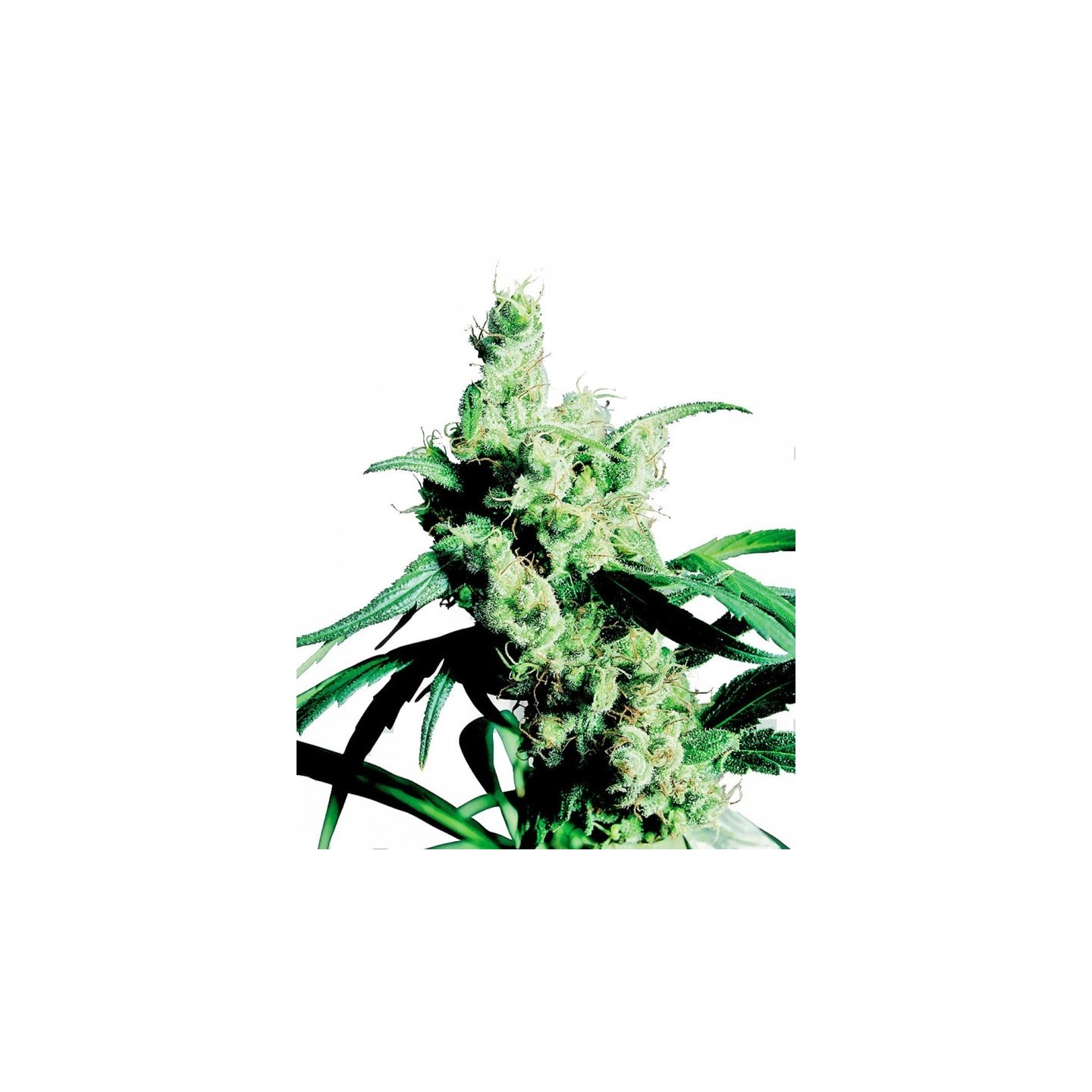 Silver Haze # 9 Feminizada de Sensi Seeds