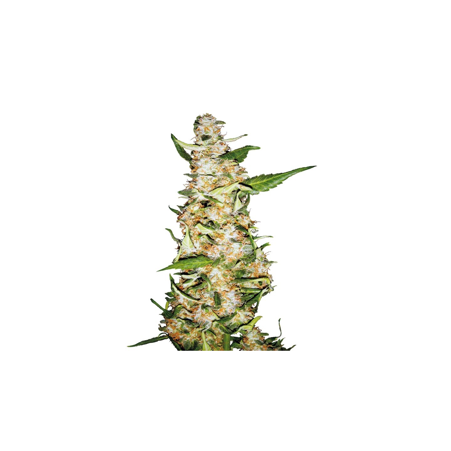 Skunk Nº 1 Automatic de Sensi Seeds