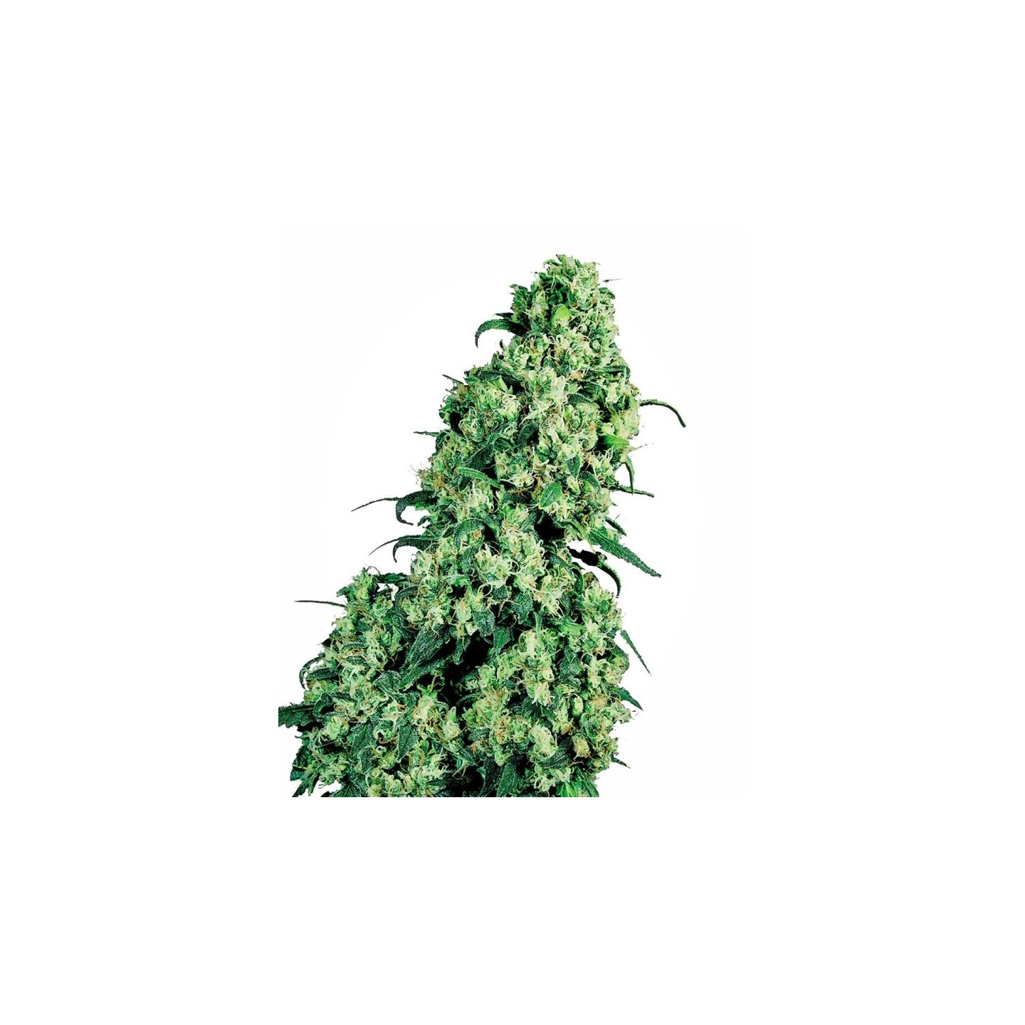 Skunk Nº 1 Regular de Sensi Seeds