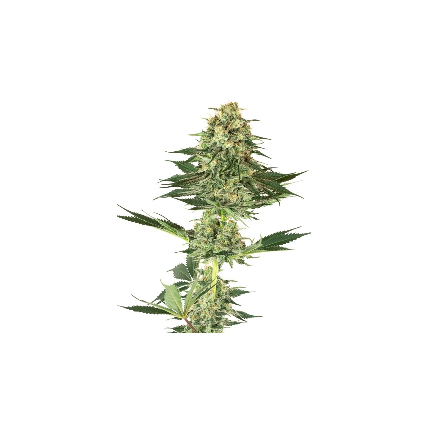 Banana Kush Feminizada de Sensi White Label