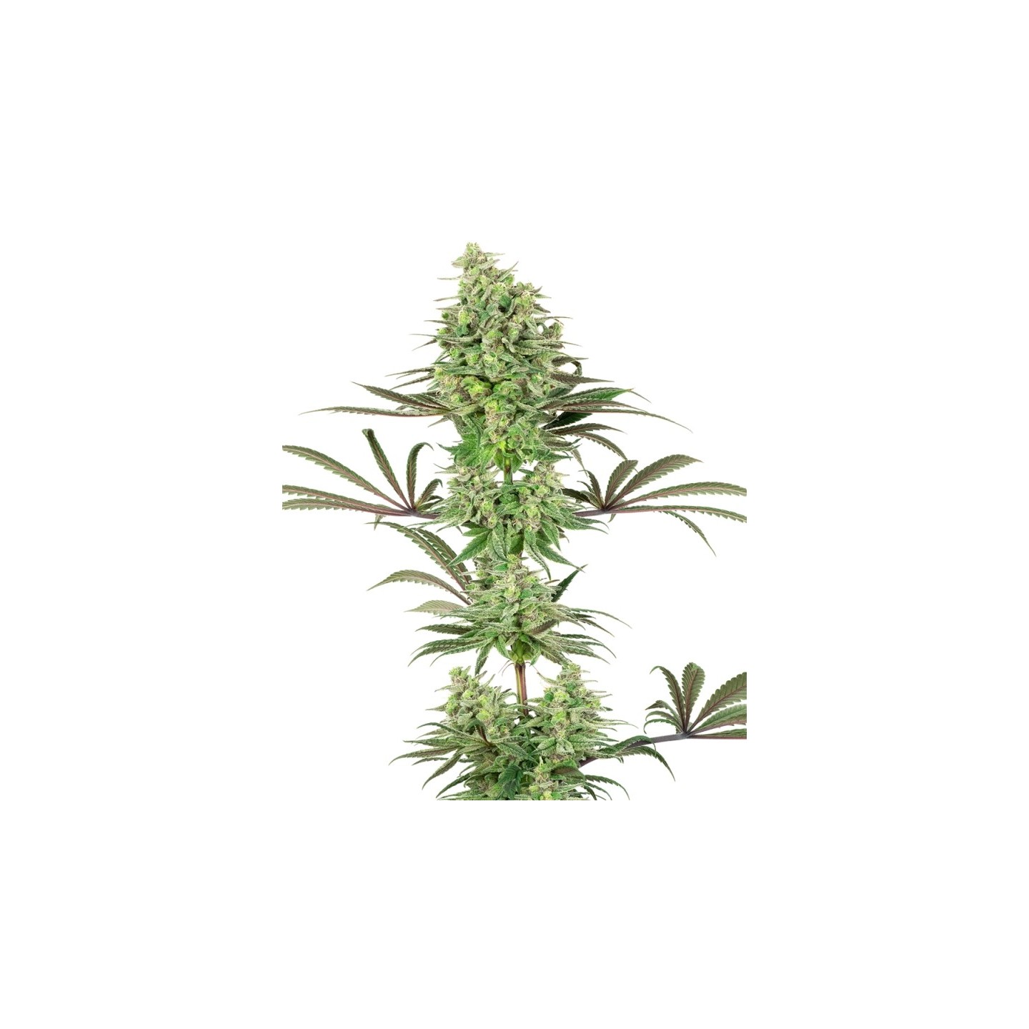 Double Banana Kush Feminizada de Sensi White Label