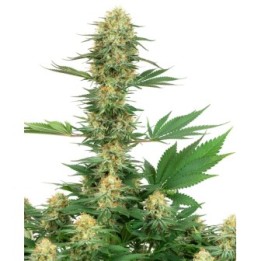 Gelato 420 Feminizada de Sensi White Label
