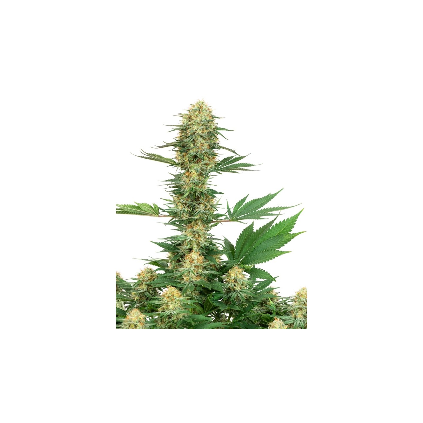 Gelato 420 Feminizada de Sensi White Label