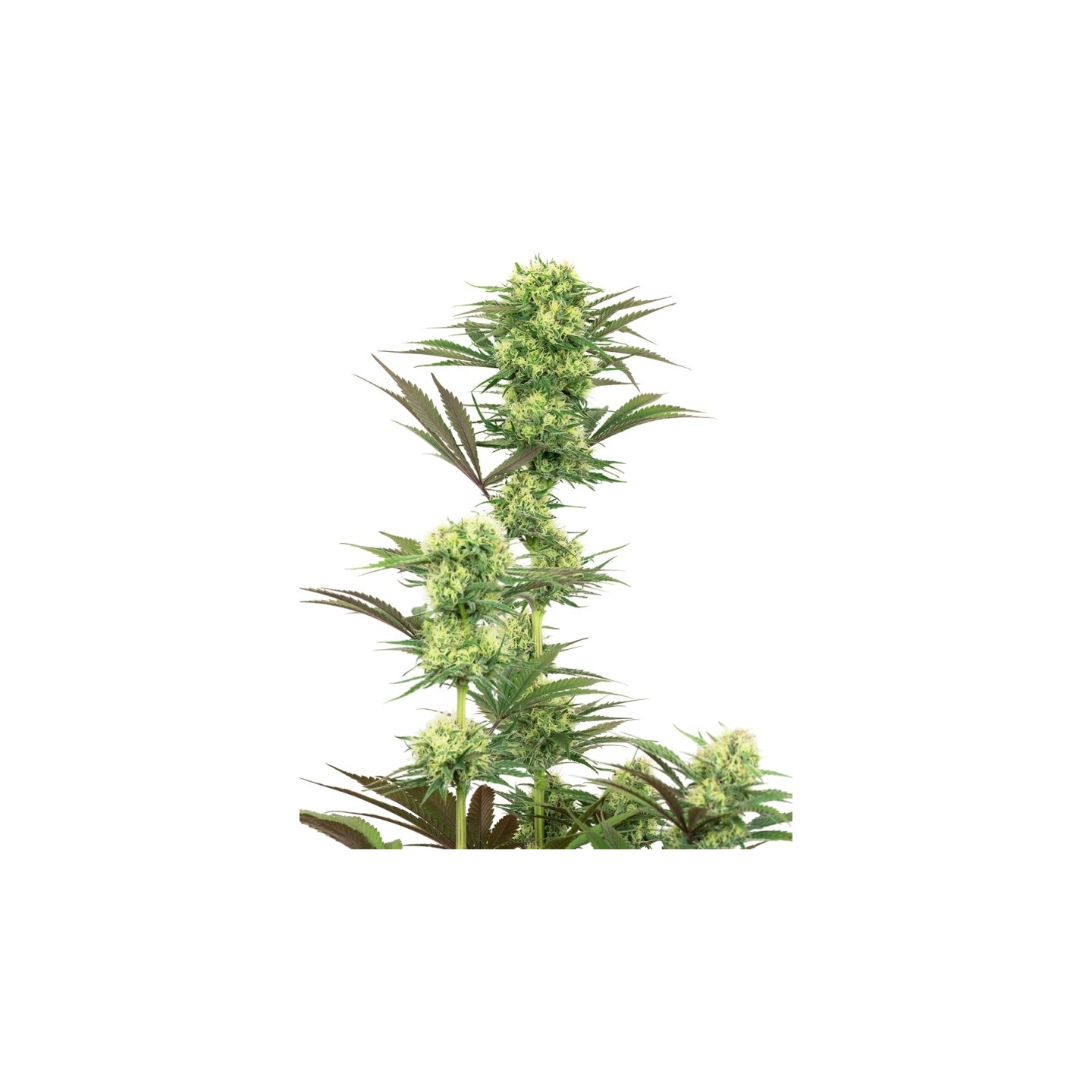 Guava Jelly Feminizada de Sensi White Label