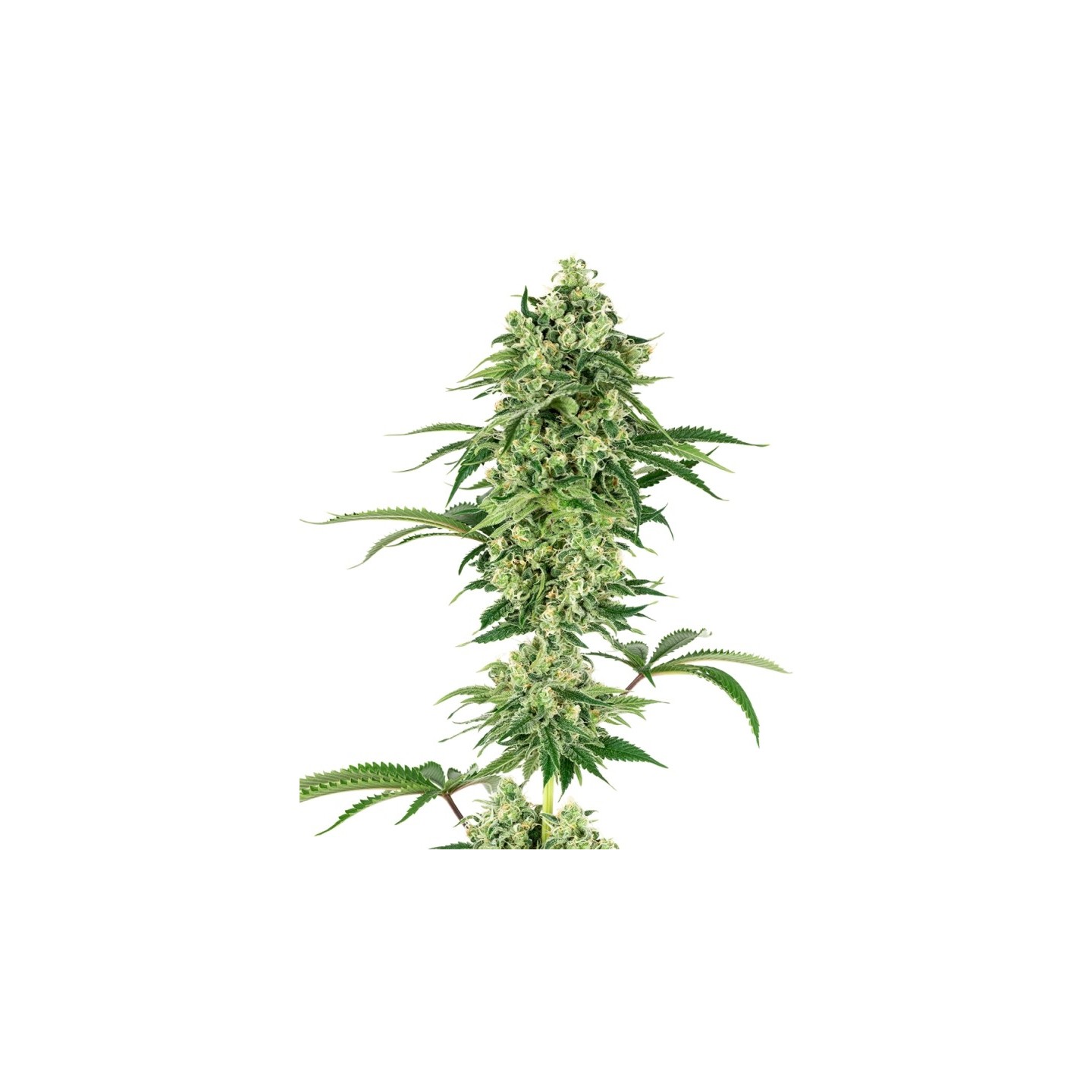 Nicole Hindu Kush Feminizada de Sensi White Label