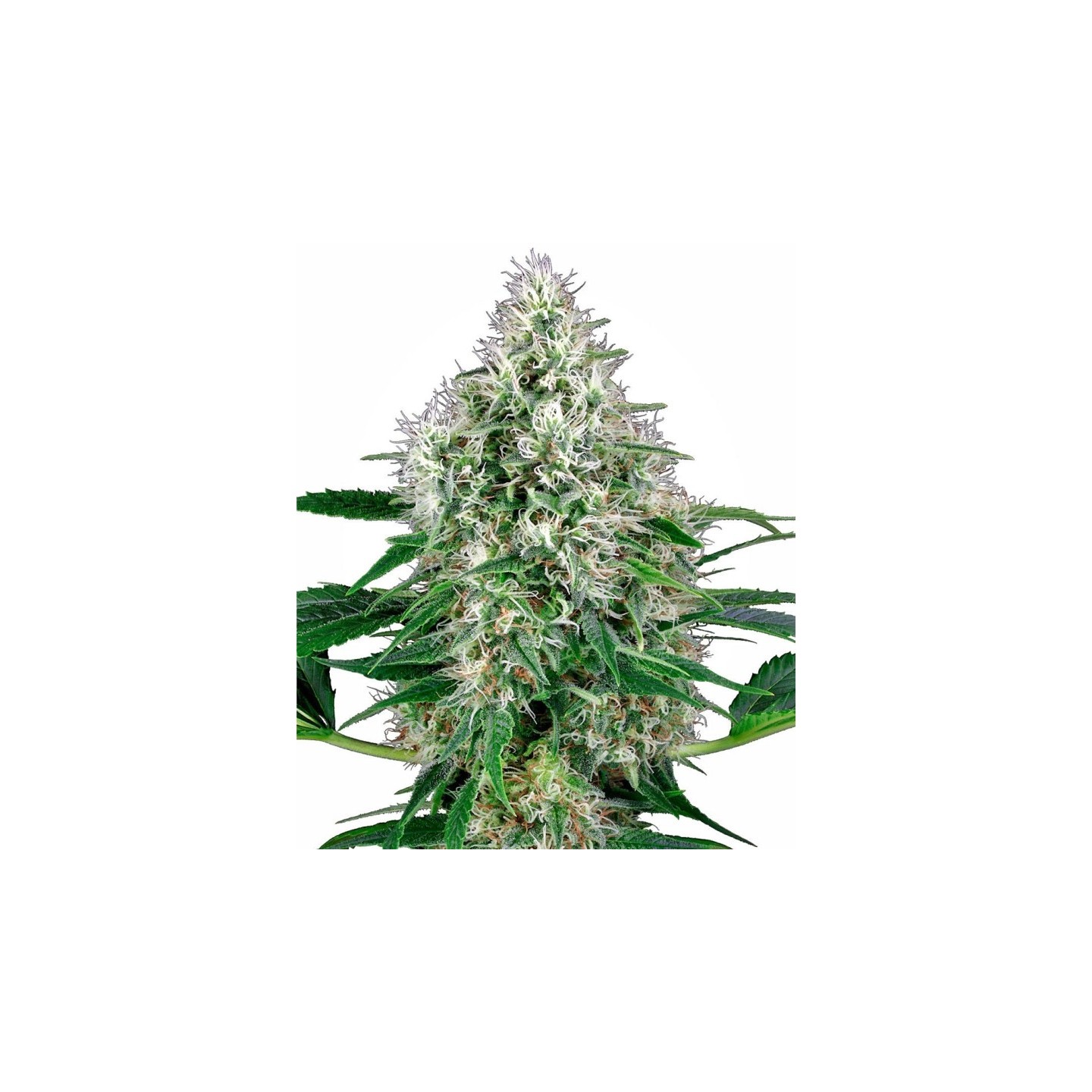 Power Plant Automatic de Sensi White Label