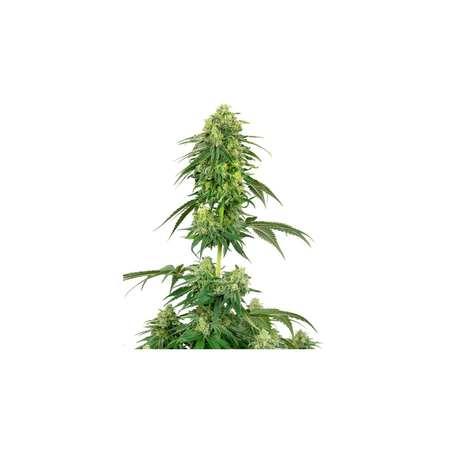 Strawberry Kush Feminizada de Sensi White Label