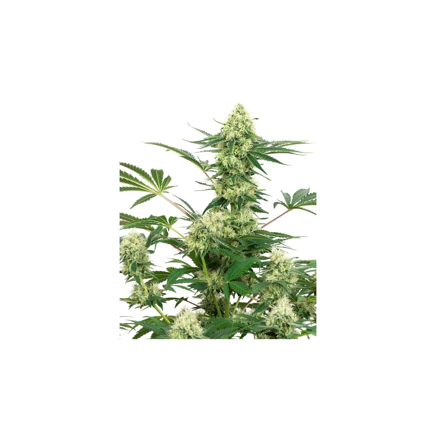 Wedding Cheesecake Feminizada de Sensi White Label