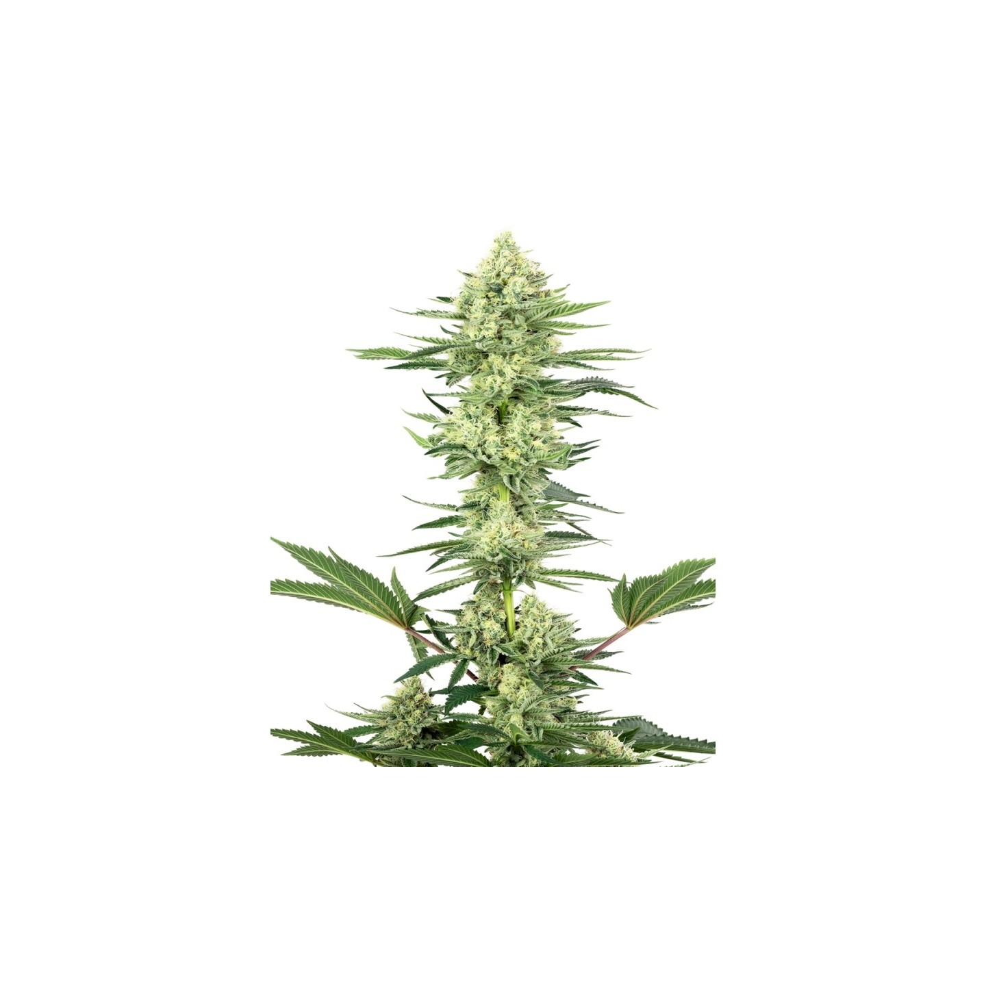 White Gorilla Haze Feminizada de Sensi White Label