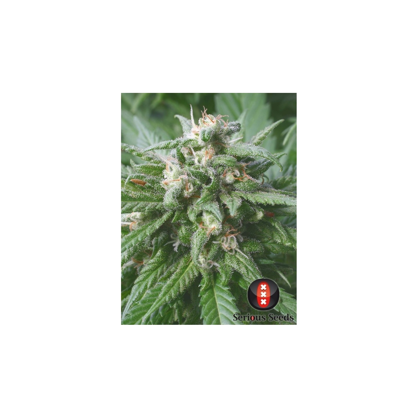 Biddy Early Regular de Serious Seeds