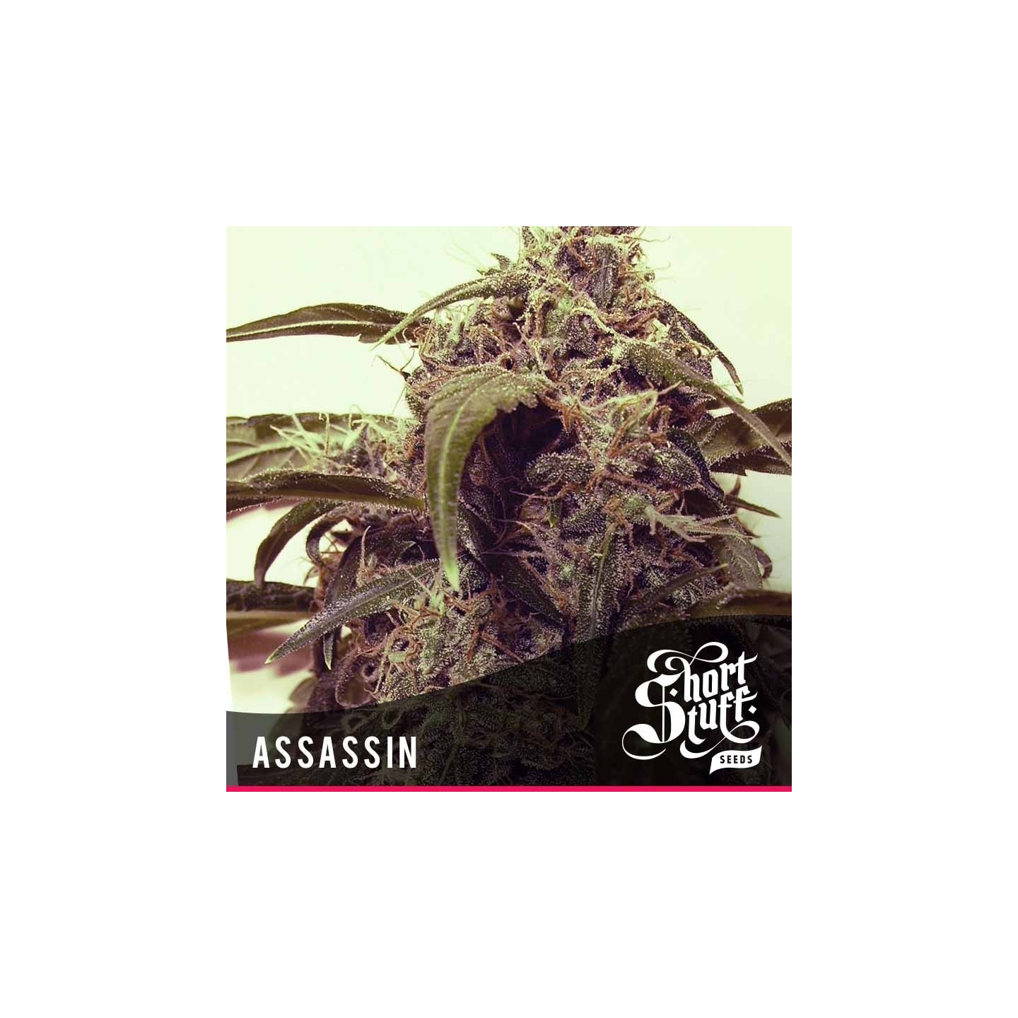 Assassin Regular de Short Stuff Seeds