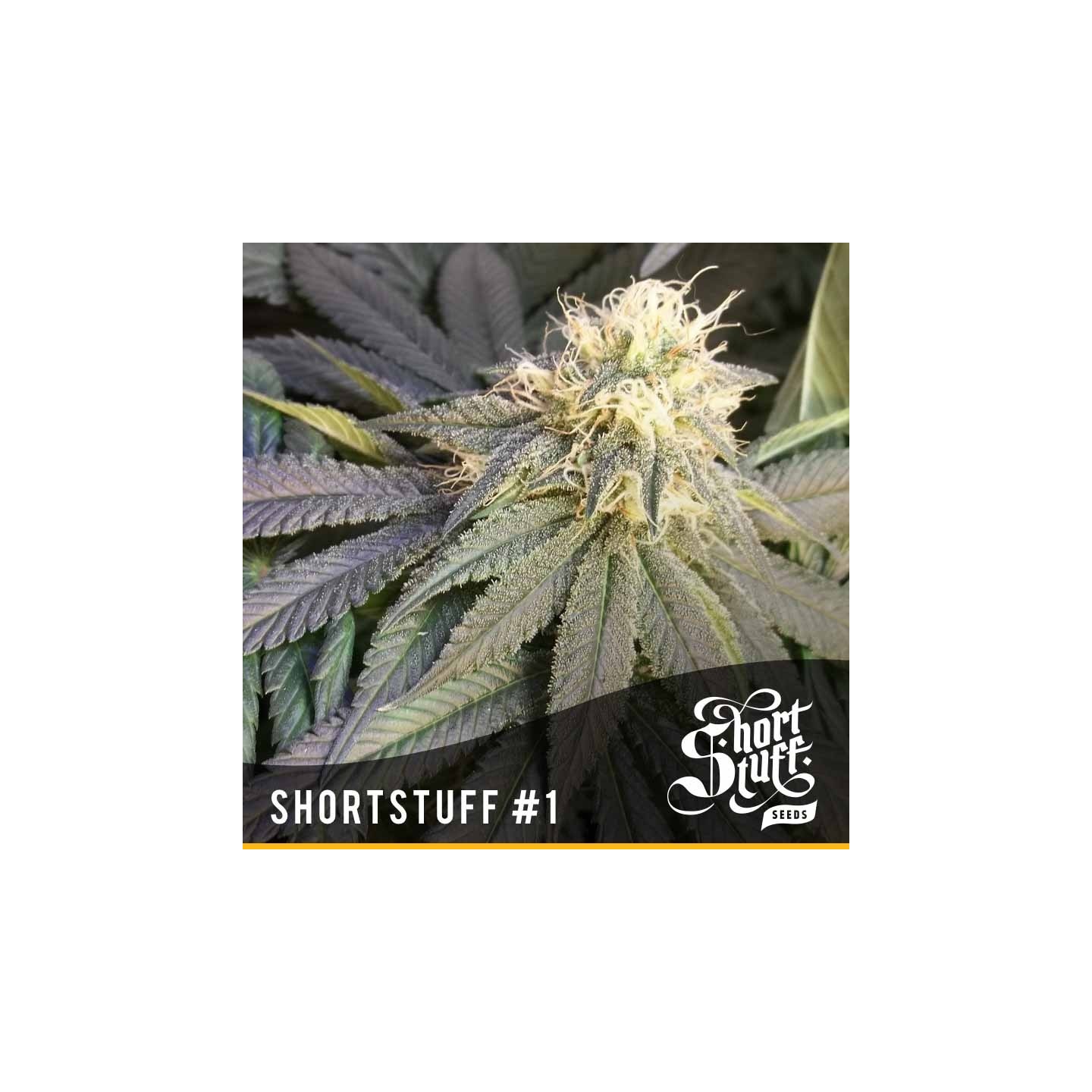 Short Stuff 1 Regular de Short Stuff Seeds