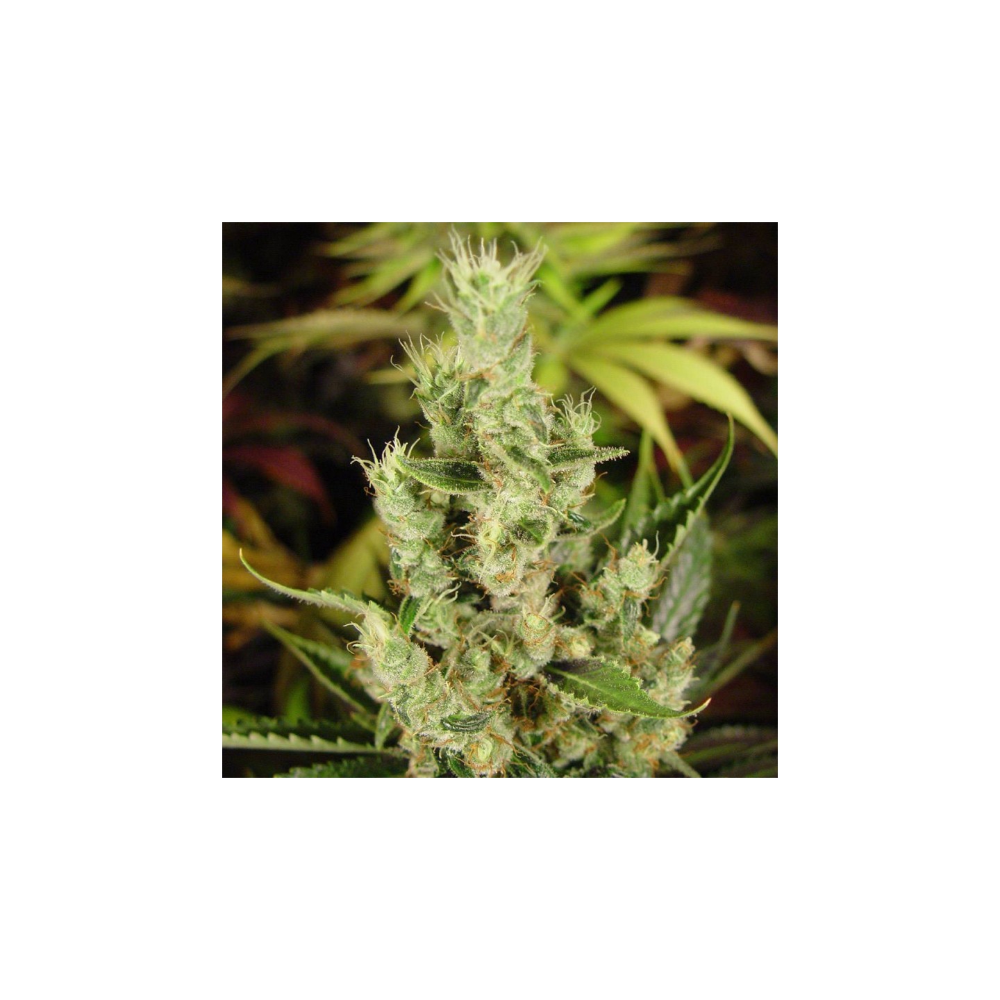 Amnesia Haze Regular de Soma Seeds