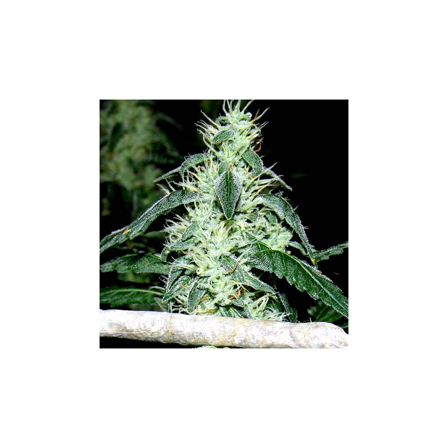Hash Heaven Regular de Soma Seeds