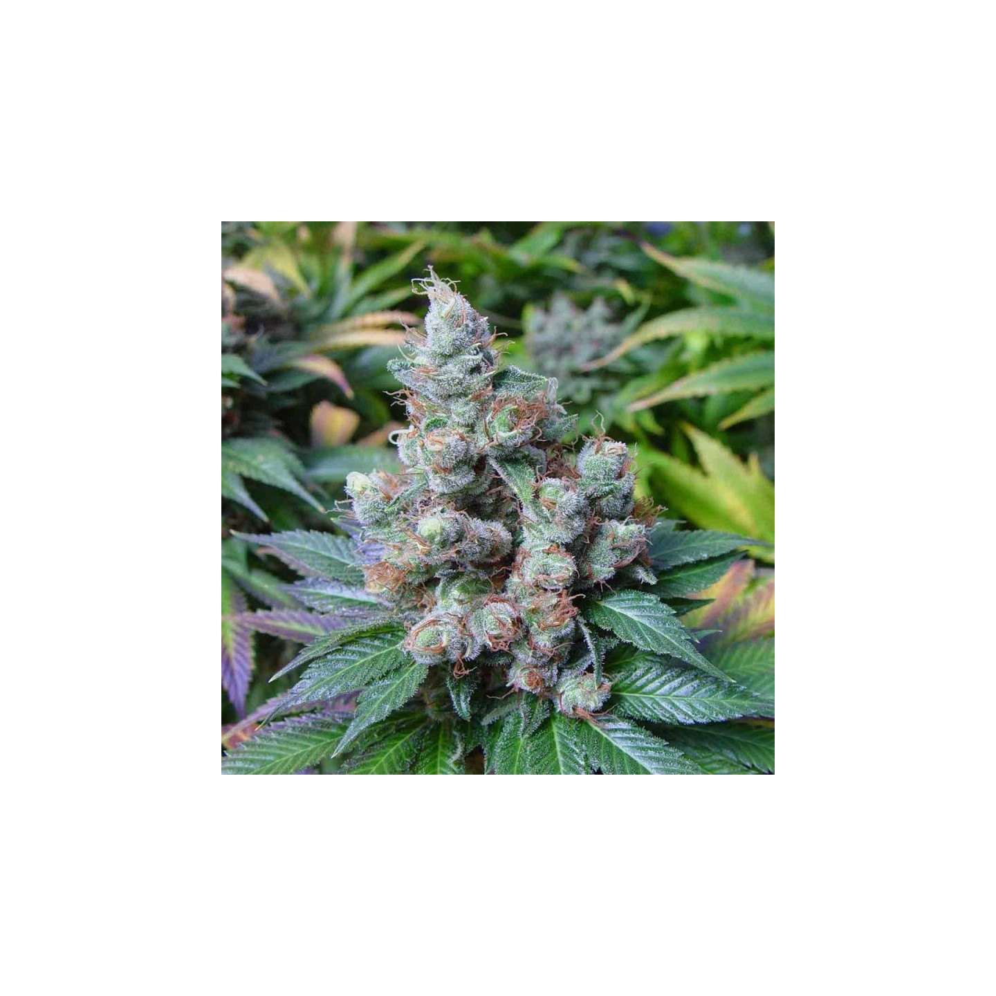 Somari Regular de Soma Seeds