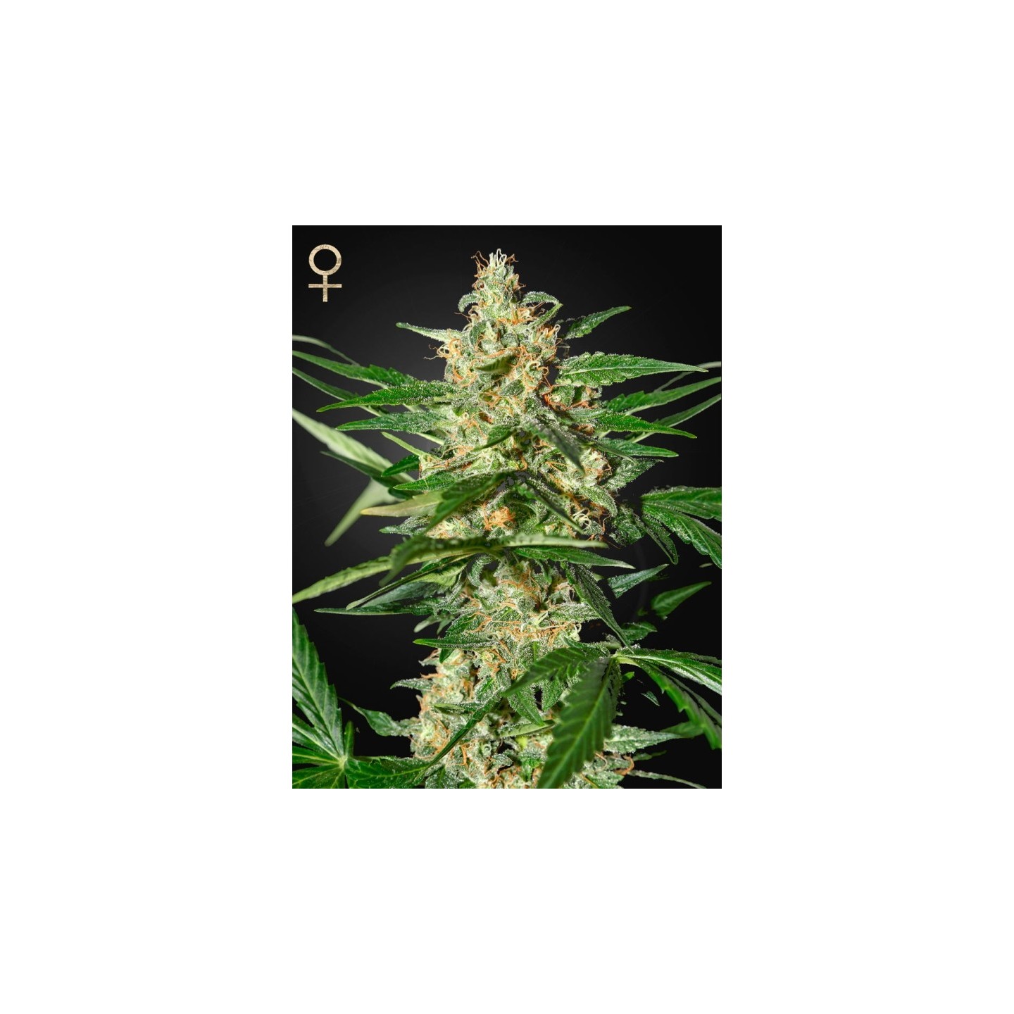 Damnesia Auto Feminizada de Strainhunters