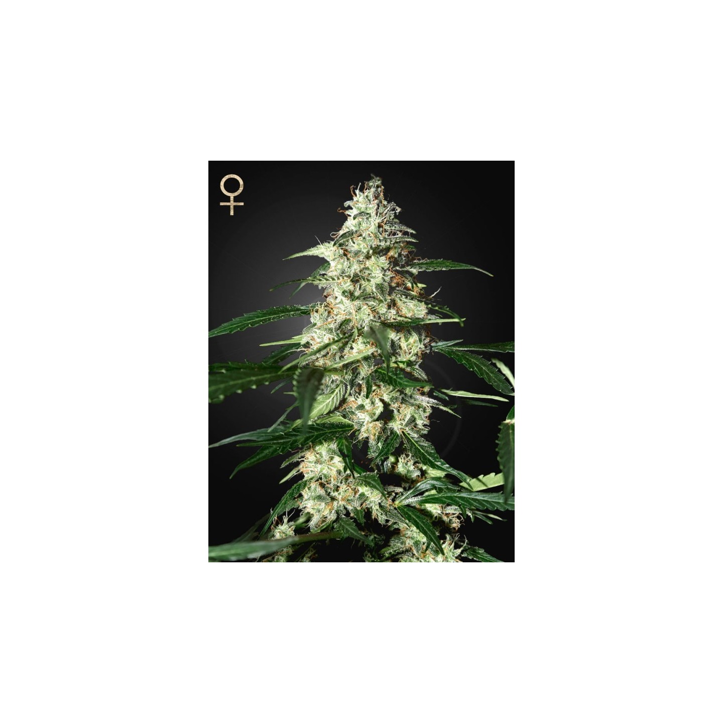 Skunk Auto Feminizada de Strainhunters
