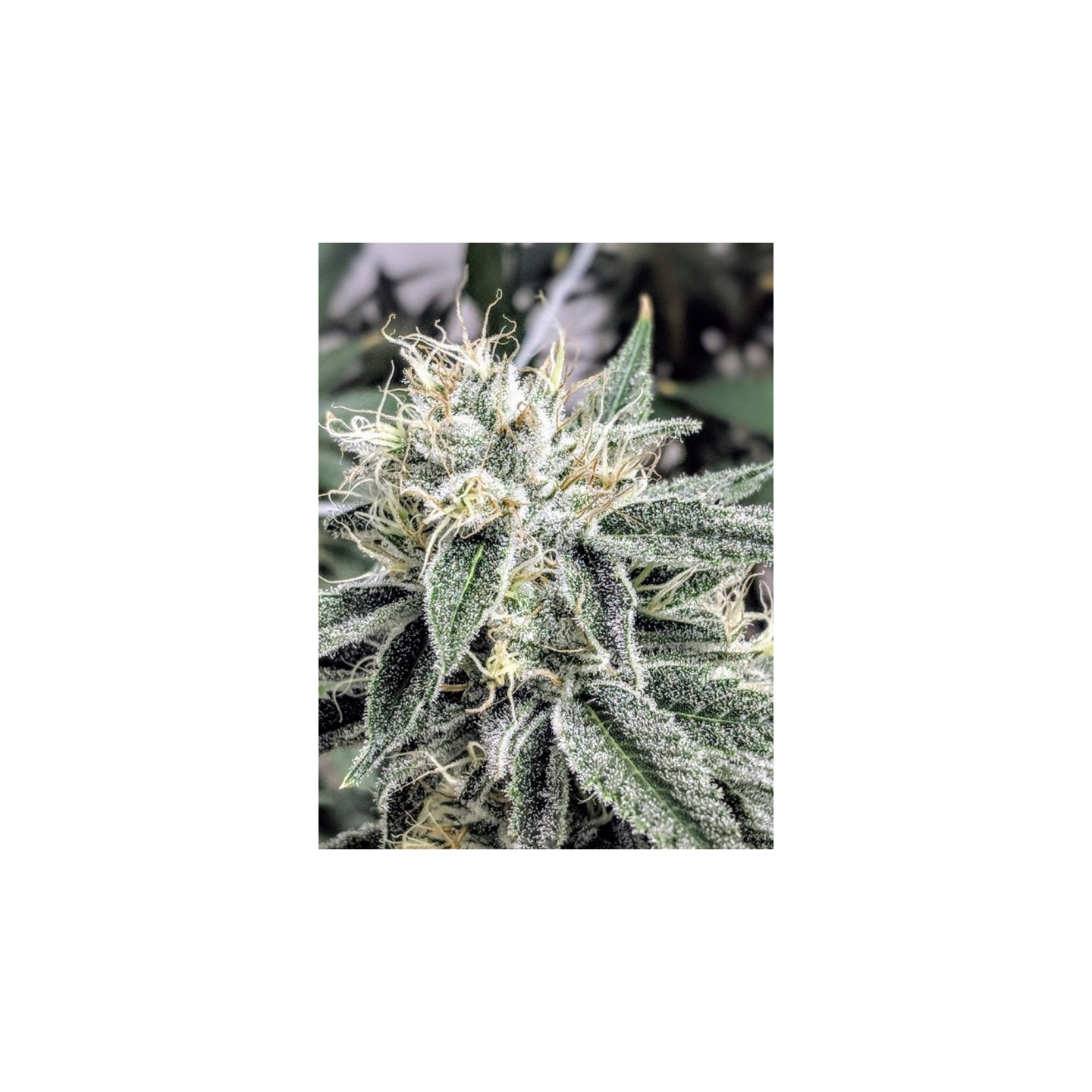 Afgoo Overdrive Regular de Subcool The Dank