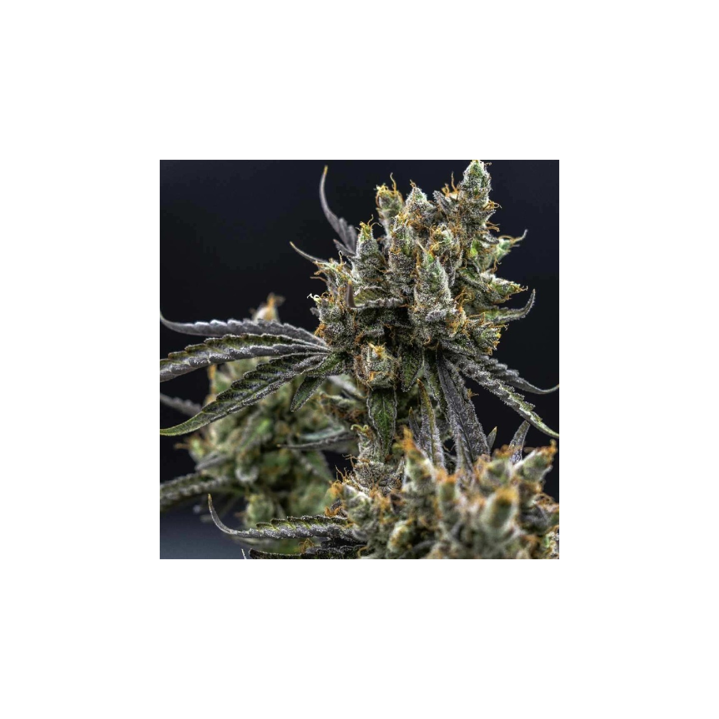 Astro Snaps Regular de Subcool The Dank