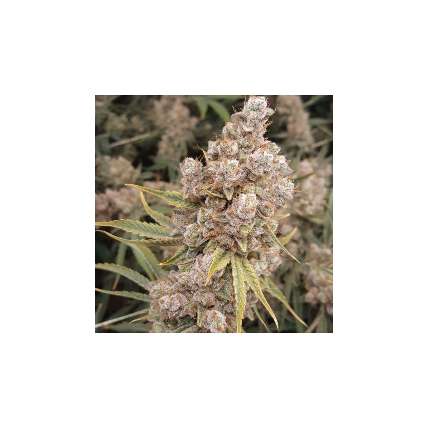 Banana Jack Og Regular de Subcool The Dank