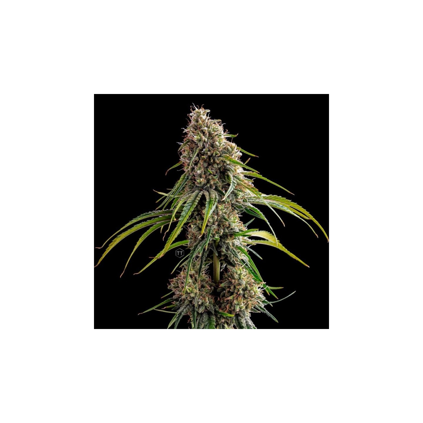 Dead Lights Regular de Subcool The Dank