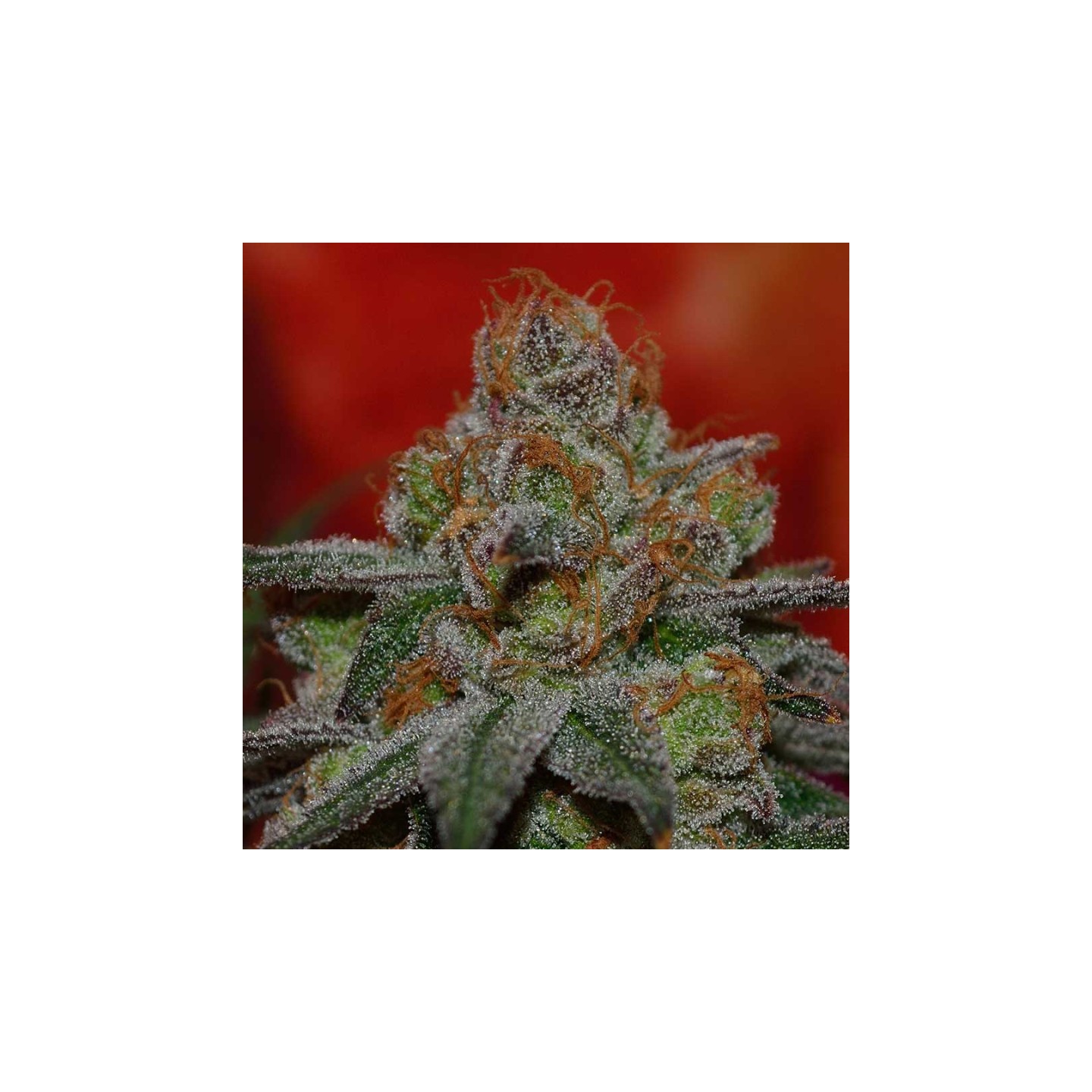 Grape Lime Ricky Regular de Subcool The Dank