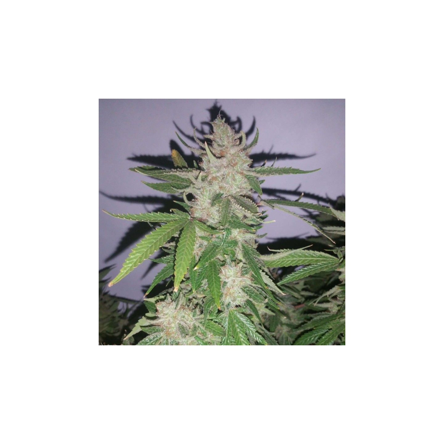 Harliqueen Regular de Subcool The Dank