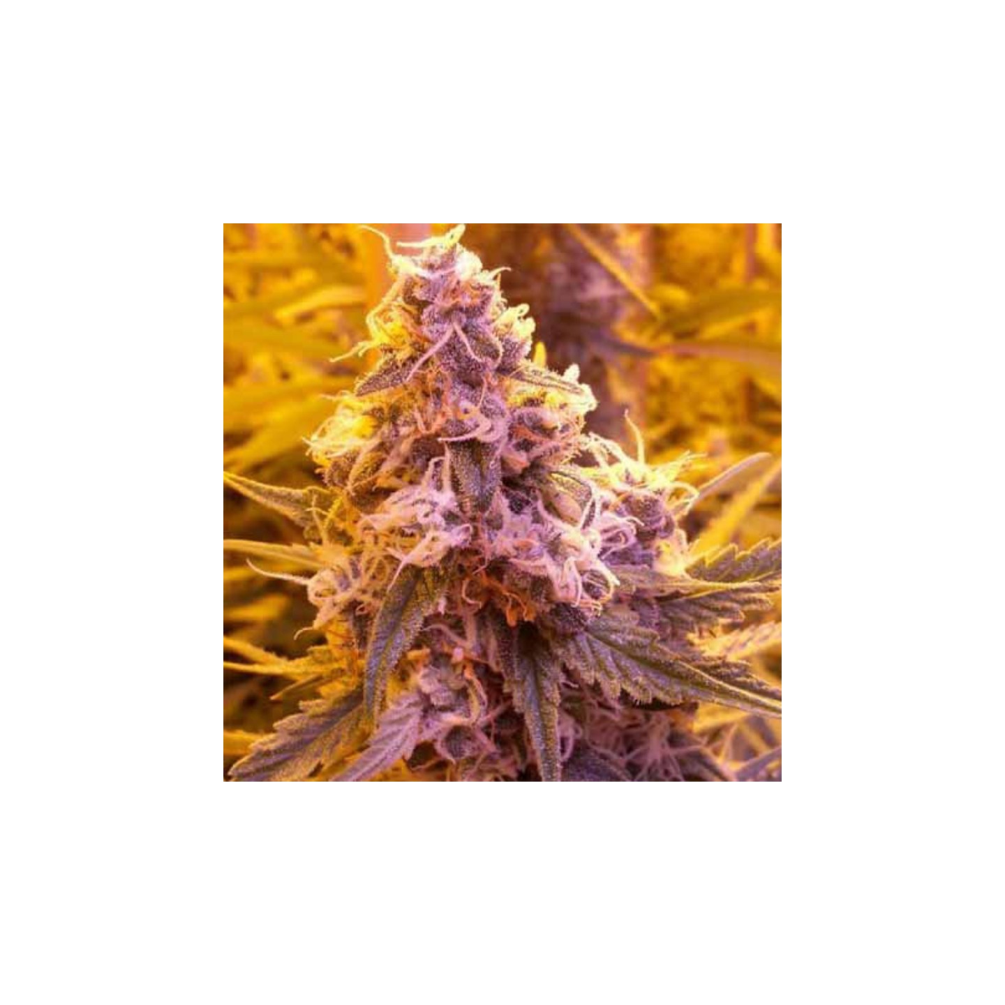 Hazey Margarita Ltd Regular de Subcool The Dank