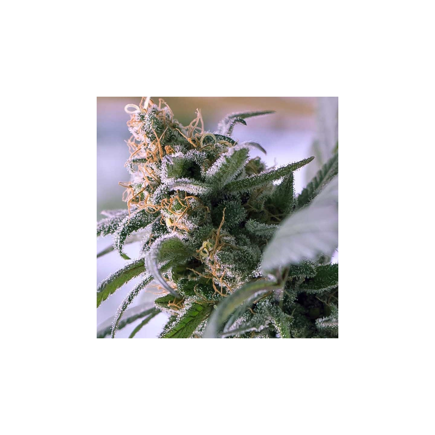 Lemon Stilton Regular de Subcool The Dank