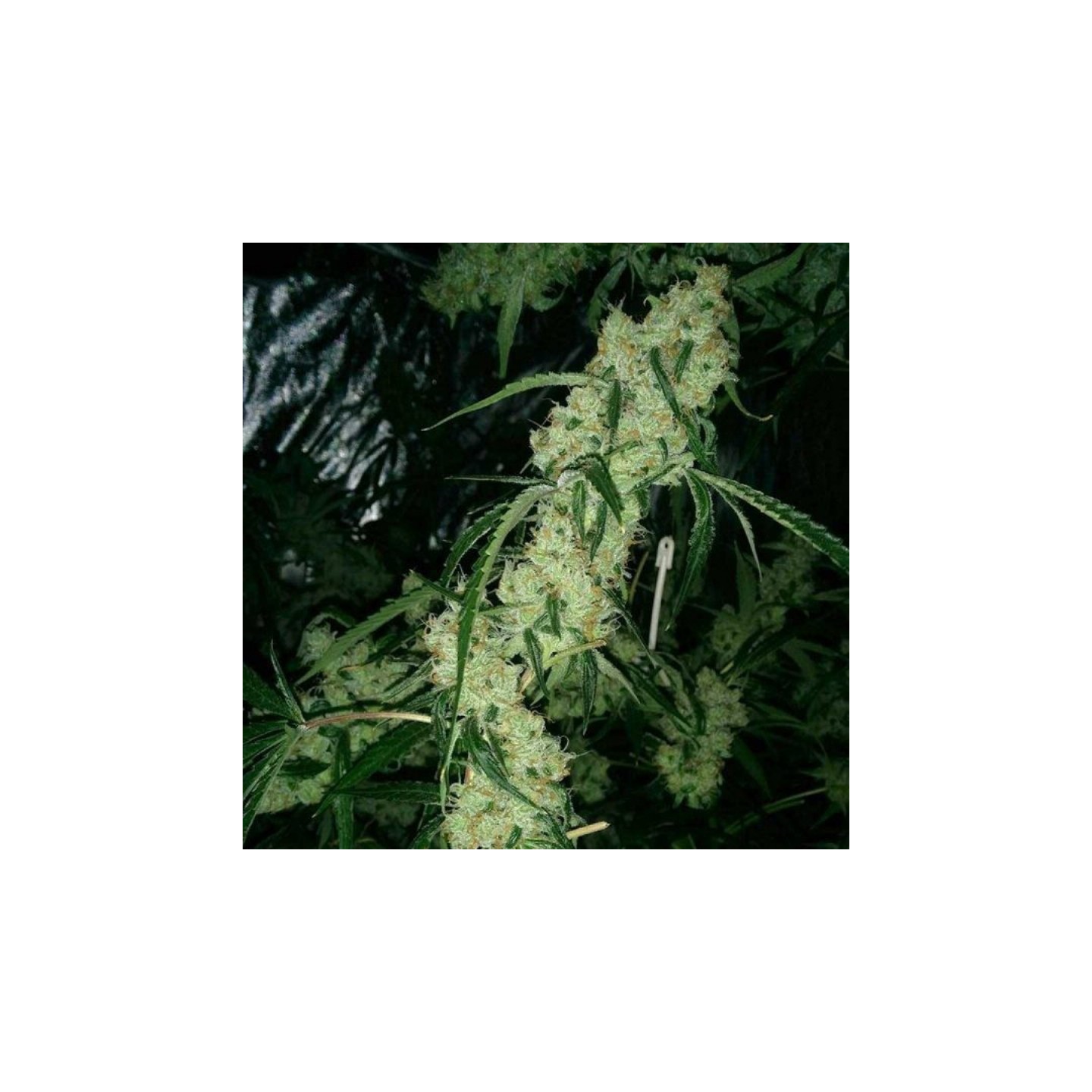Nepali Queen Regular de Subcool The Dank