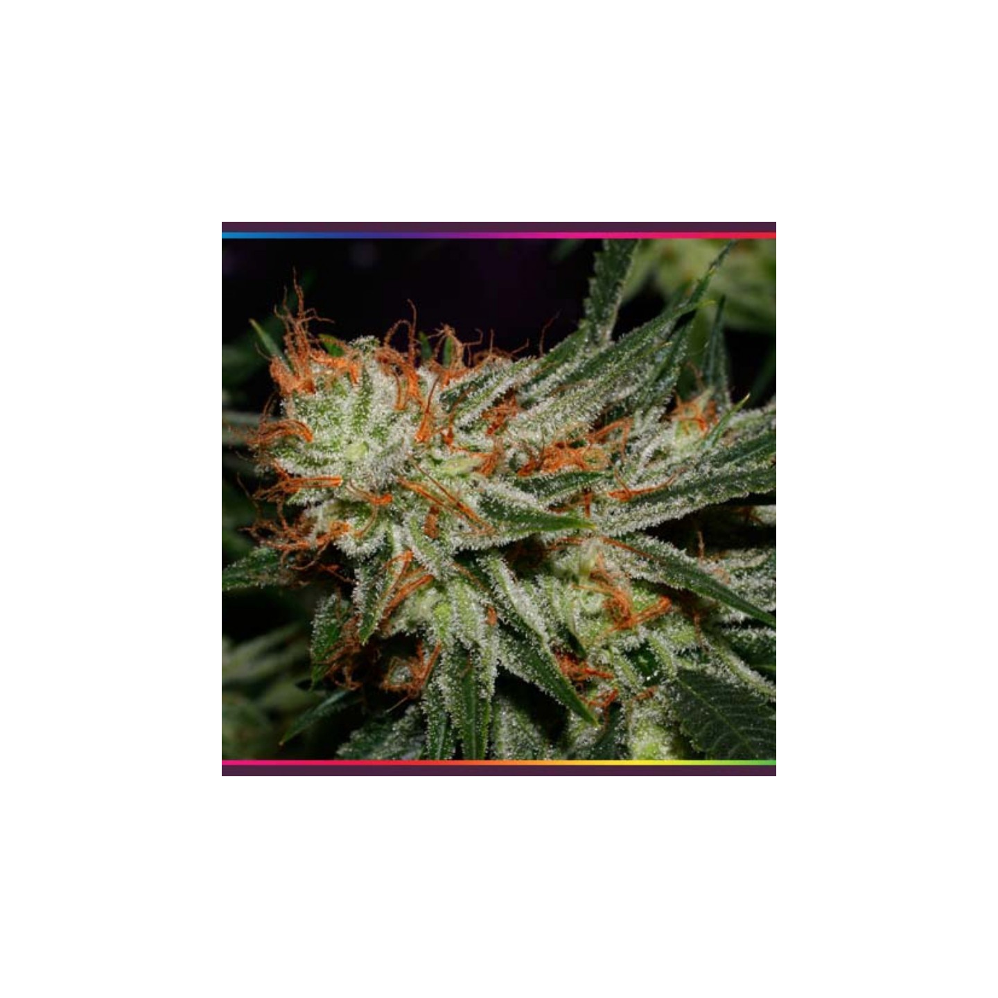 Pandoras Boz Regular de Subcool The Dank