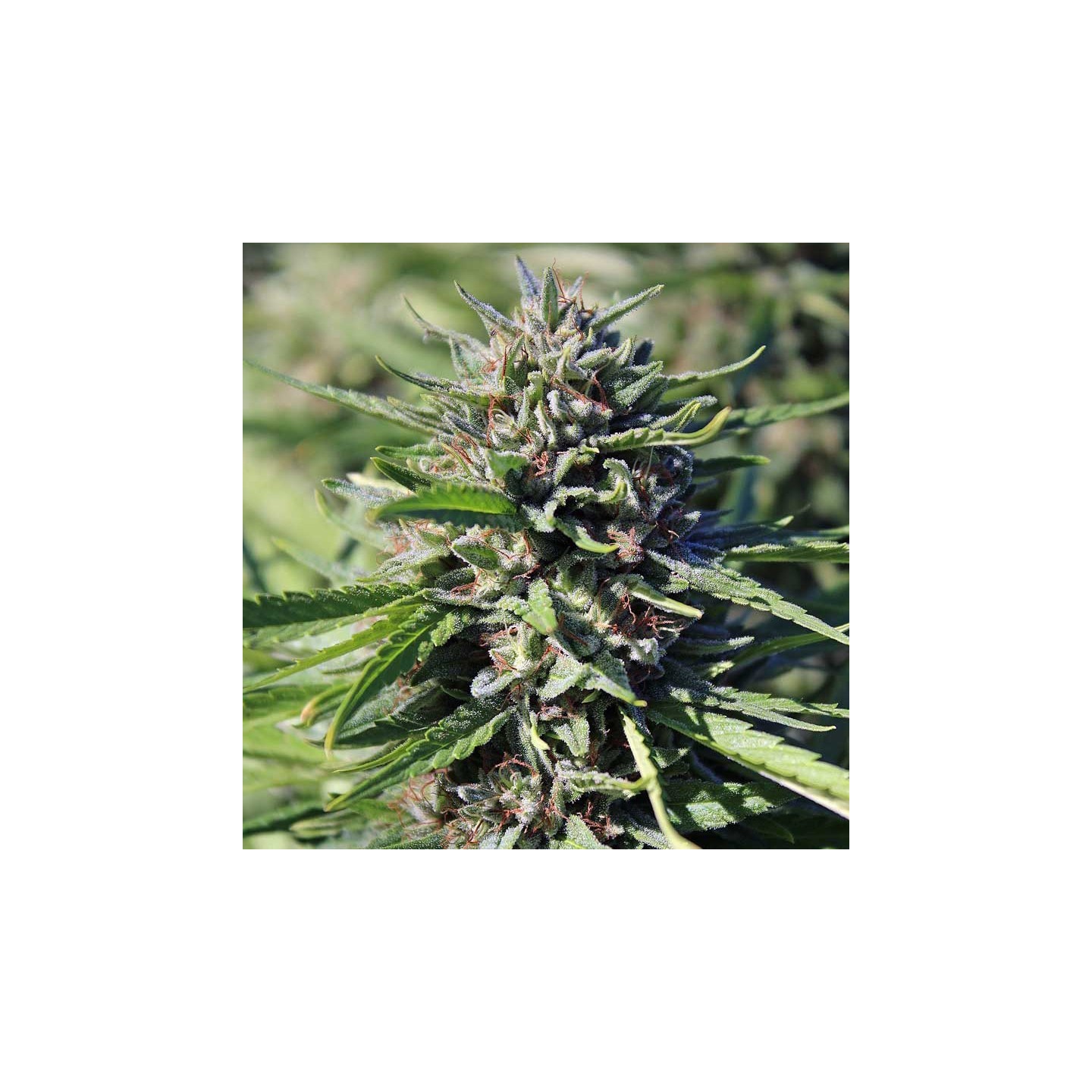 Purgatory Regular de Subcool The Dank
