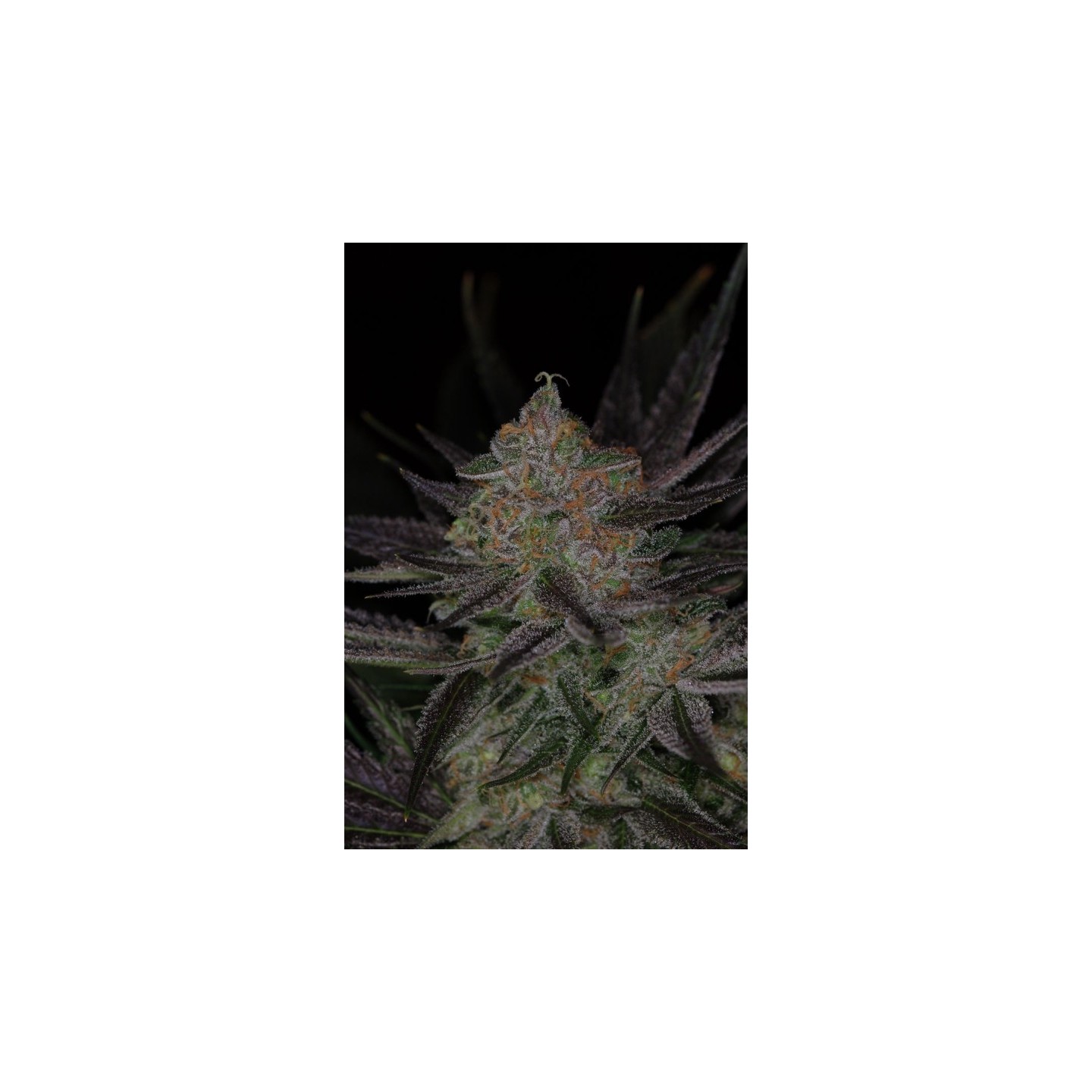 Qrazy Train Regular de Subcool The Dank