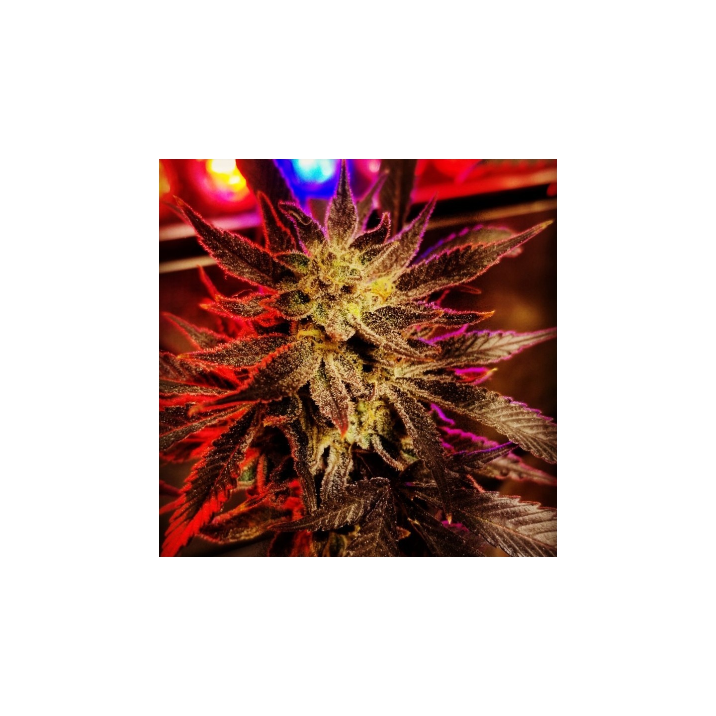 Queen Anns Revenge Regular de Subcool The Dank