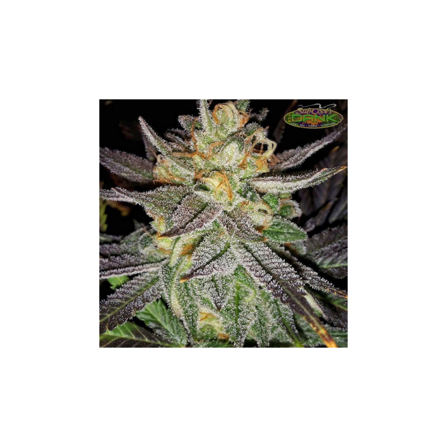 Raspberry Jelly Ltd Regular de Subcool The Dank