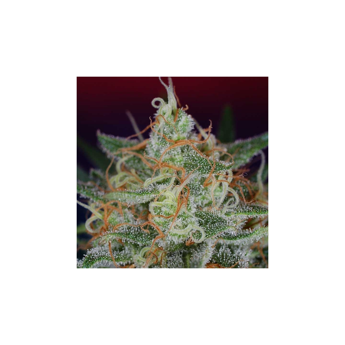 Scarlet Queen Regular de Subcool The Dank