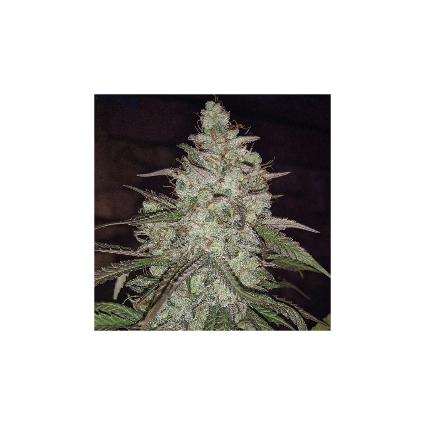 Strekla Regular de Subcool The Dank