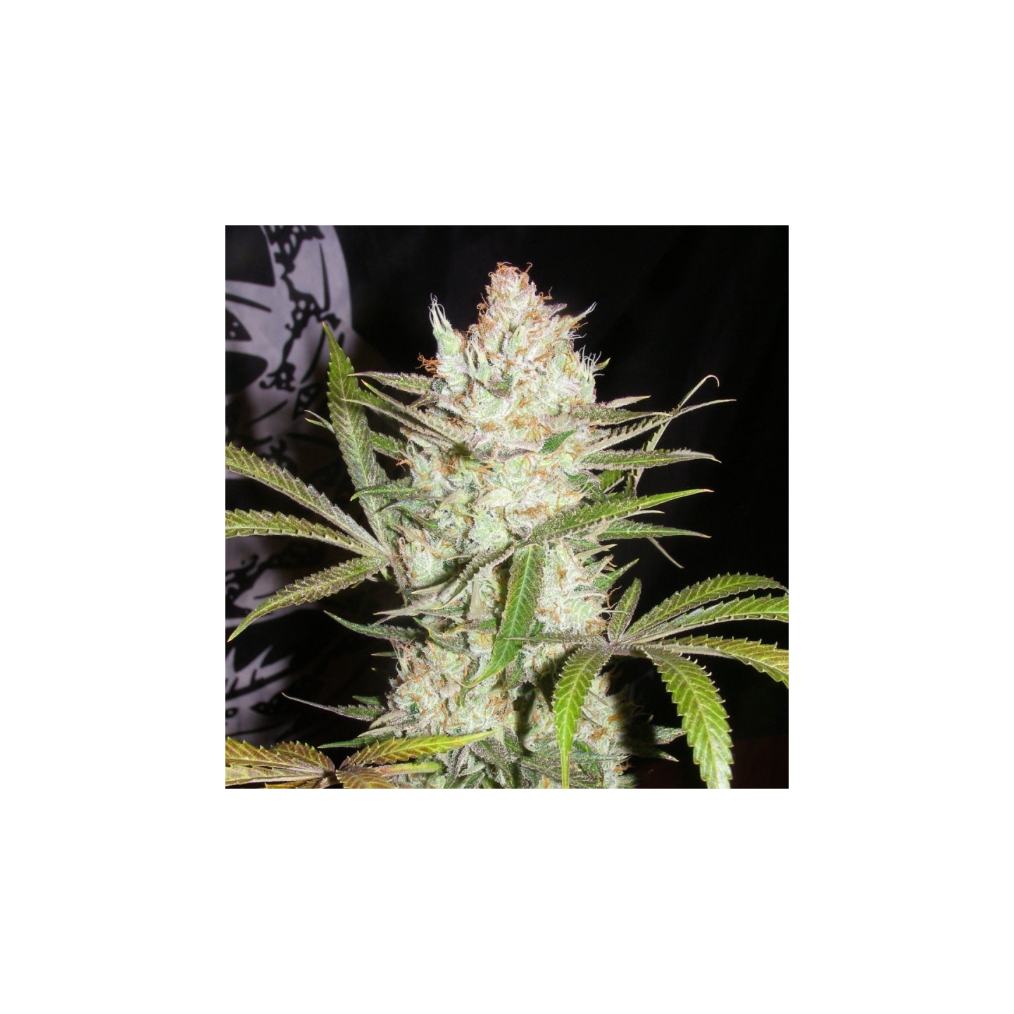Sweet Tea Regular de Subcool The Dank