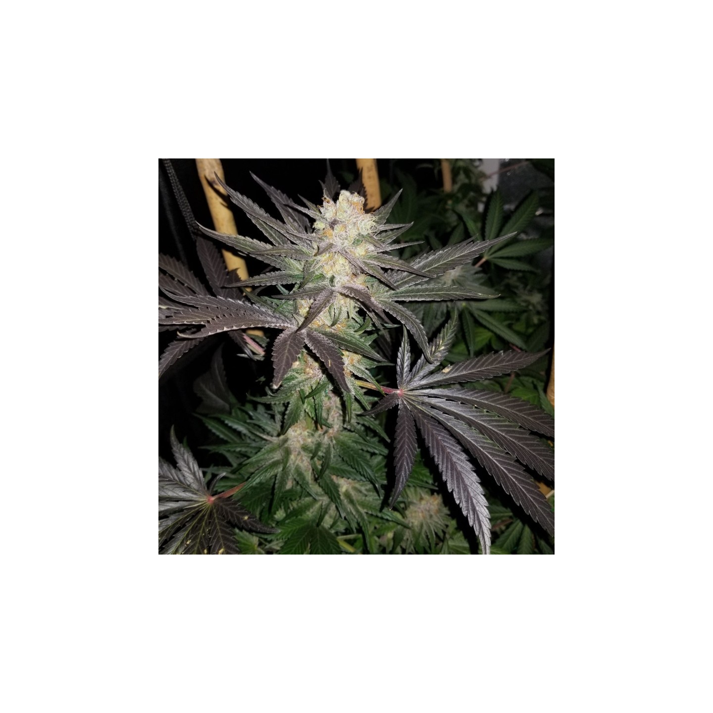 Vanilla Tart Regular de Subcool The Dank