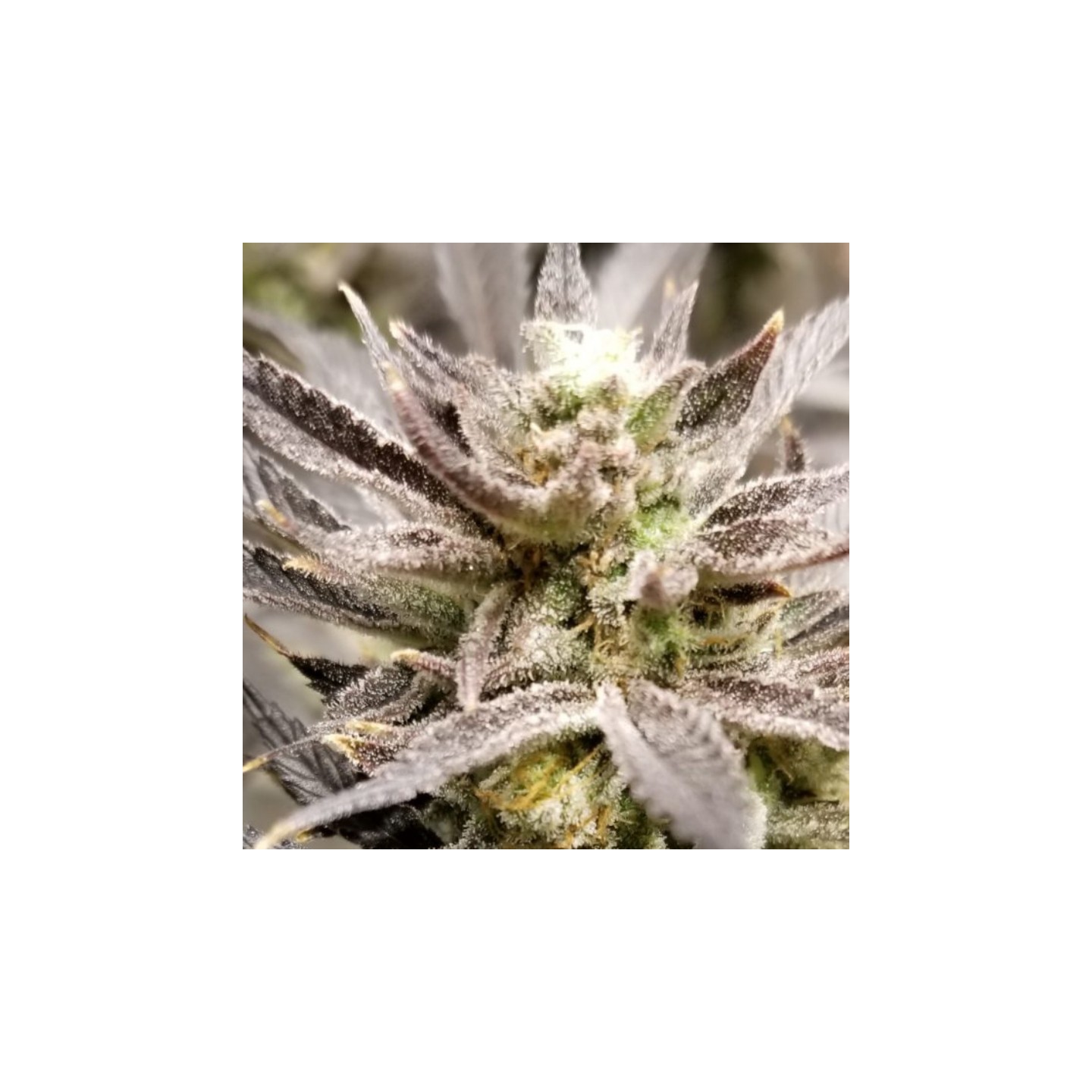 Zinger Regular de Subcool The Dank