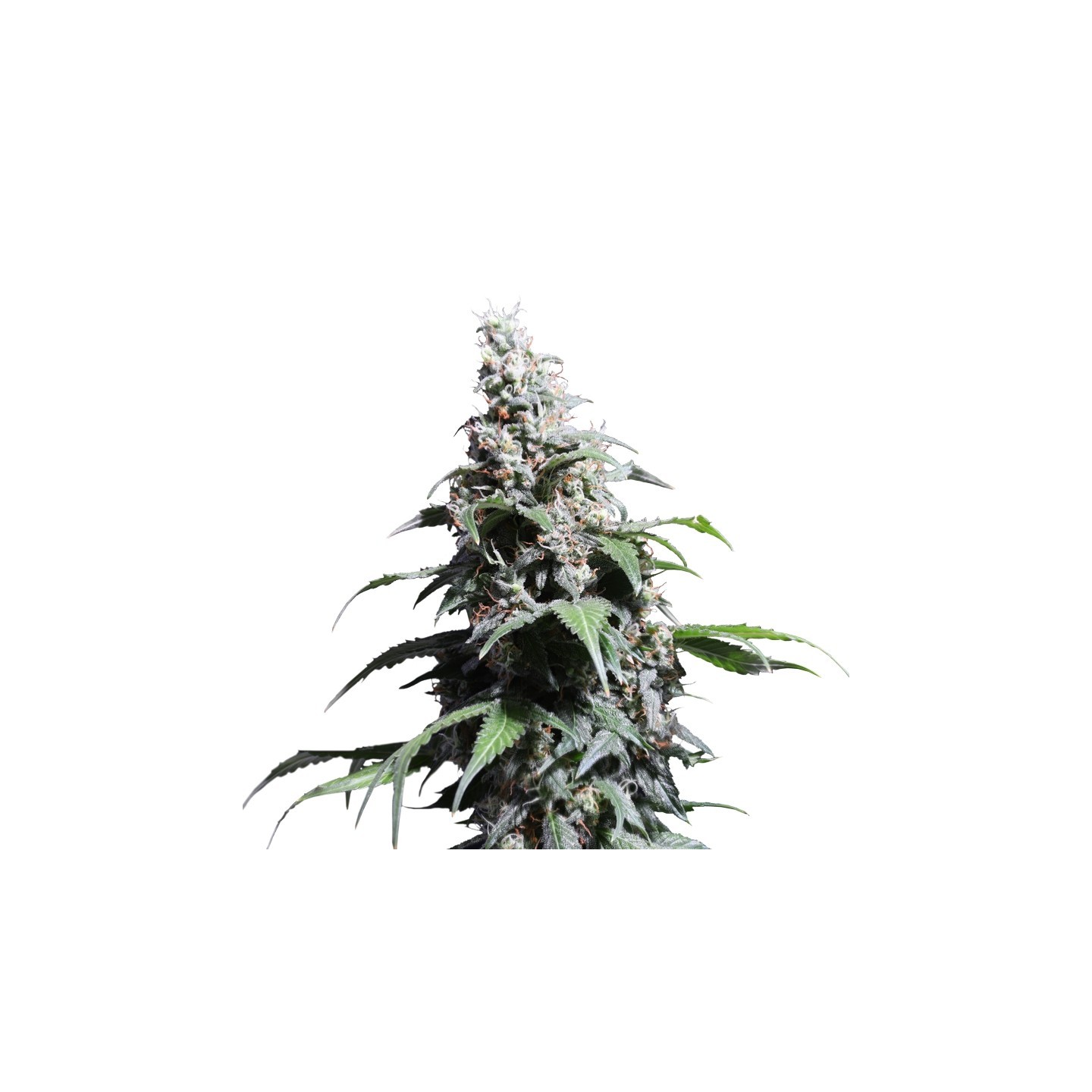 Pineapple Poison de Super Sativa Seed Club
